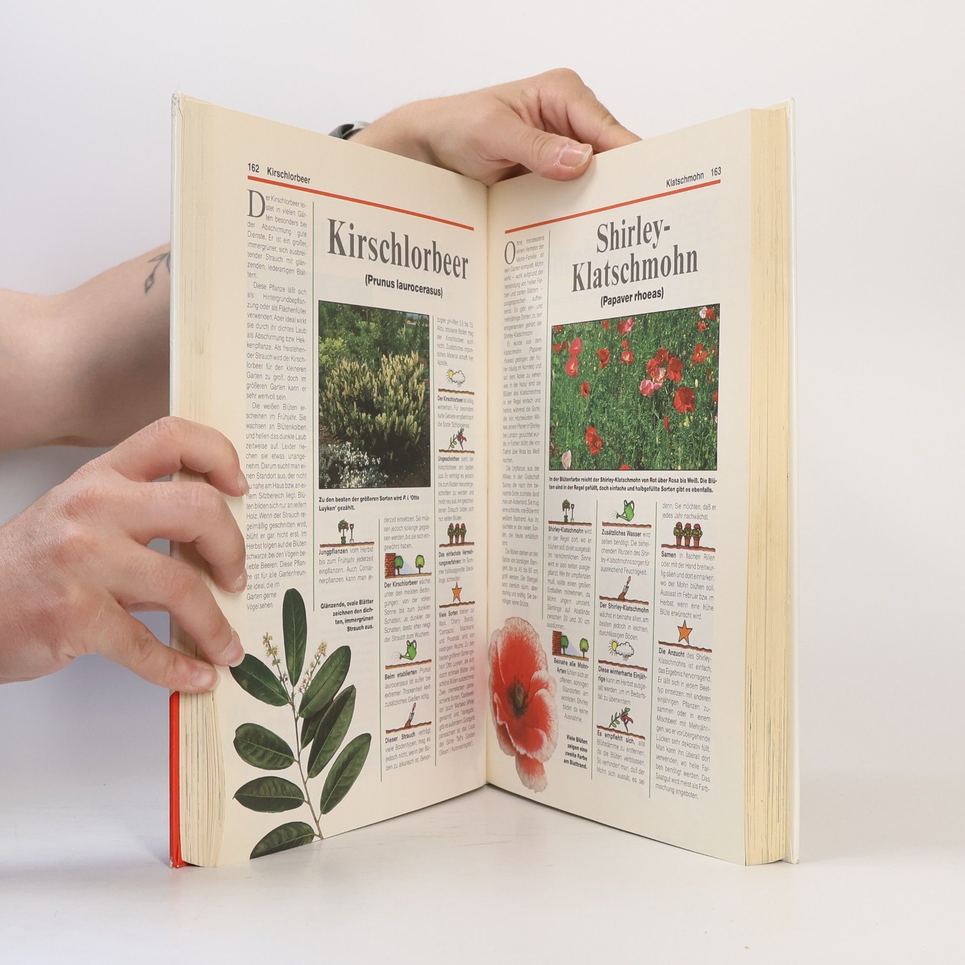 Das grosse Buch der Gartenpflanzen von A - Z