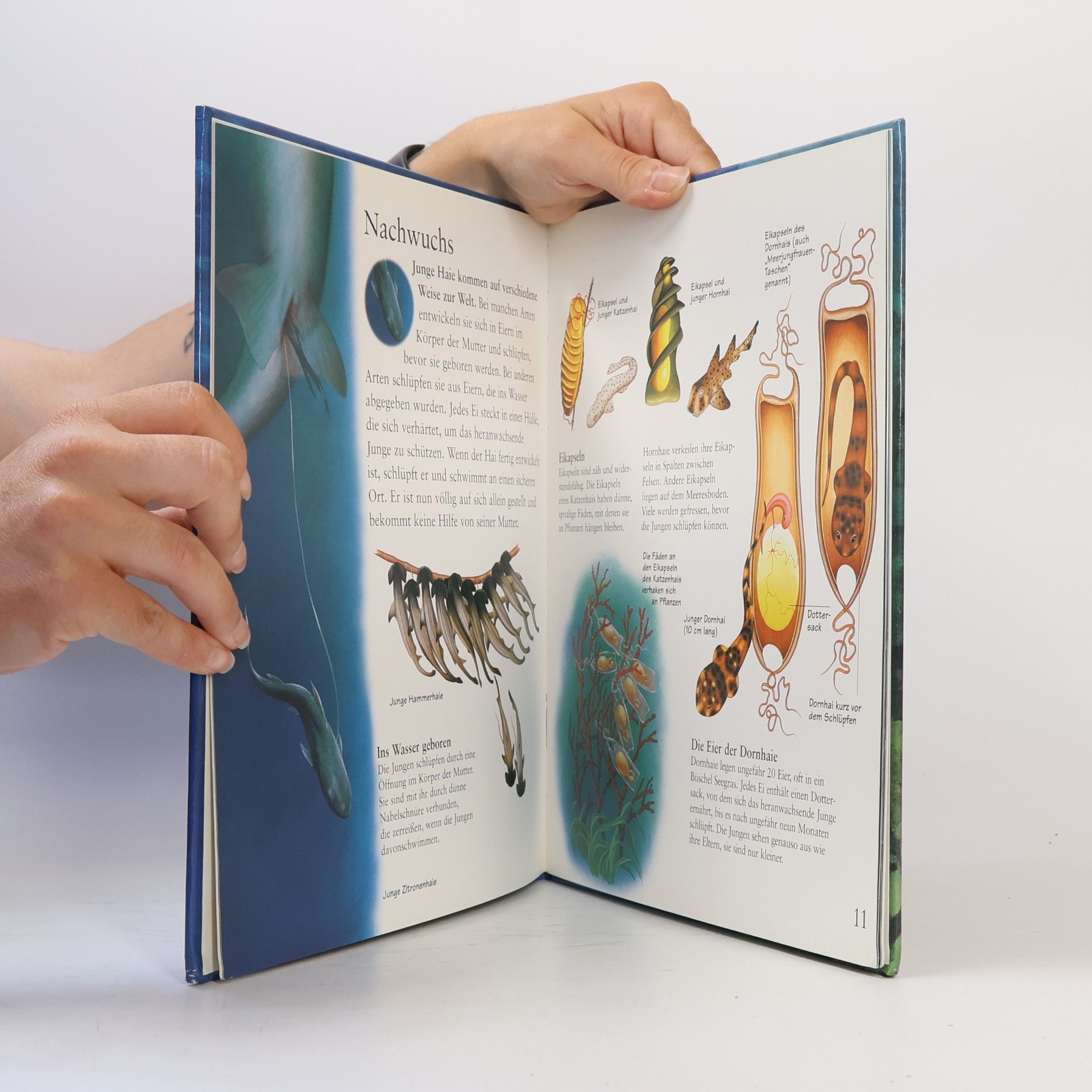 Claire Llewellyn Tessloffs erstes Buch der Haie