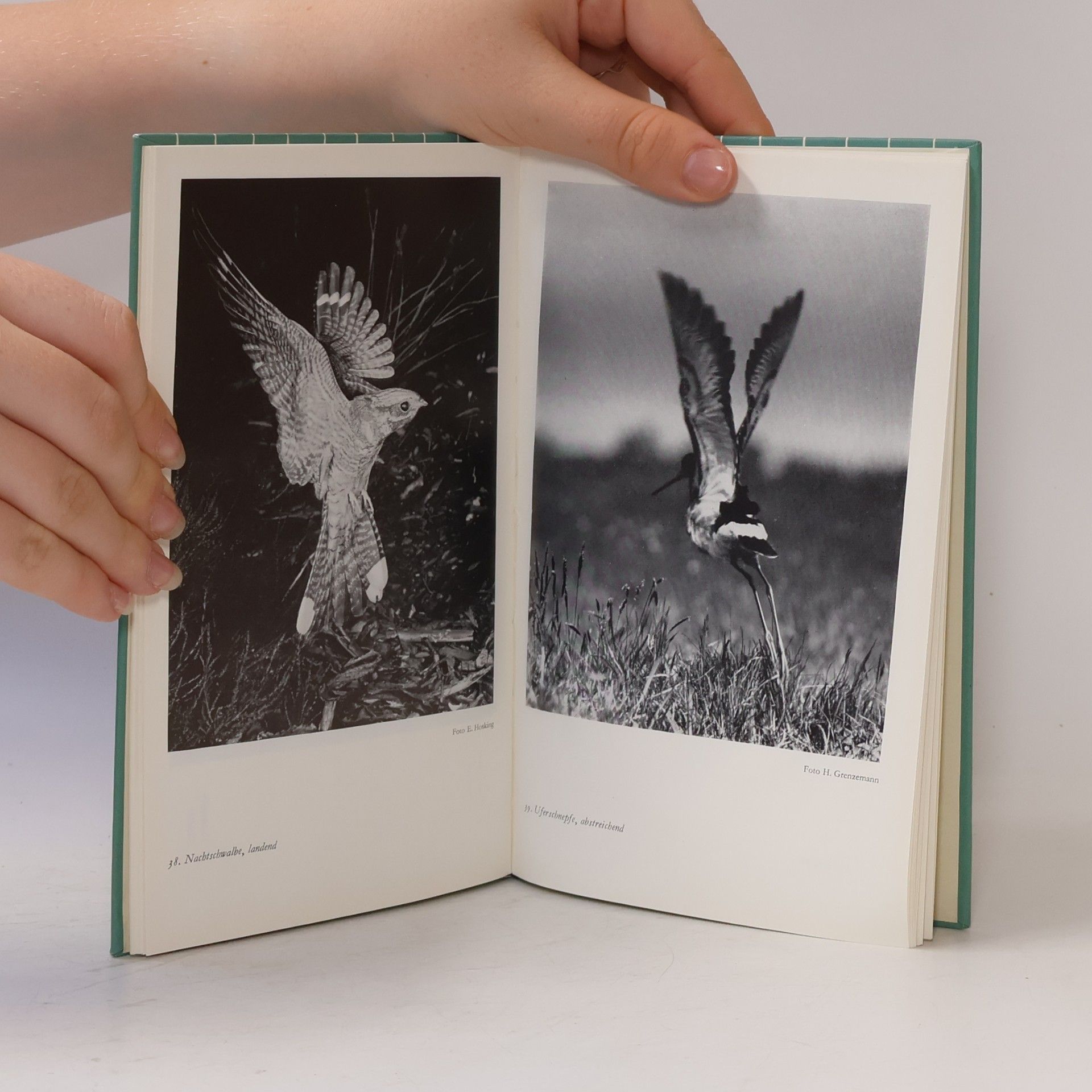 Rolf Dircksen Das kleine Vogelbuch