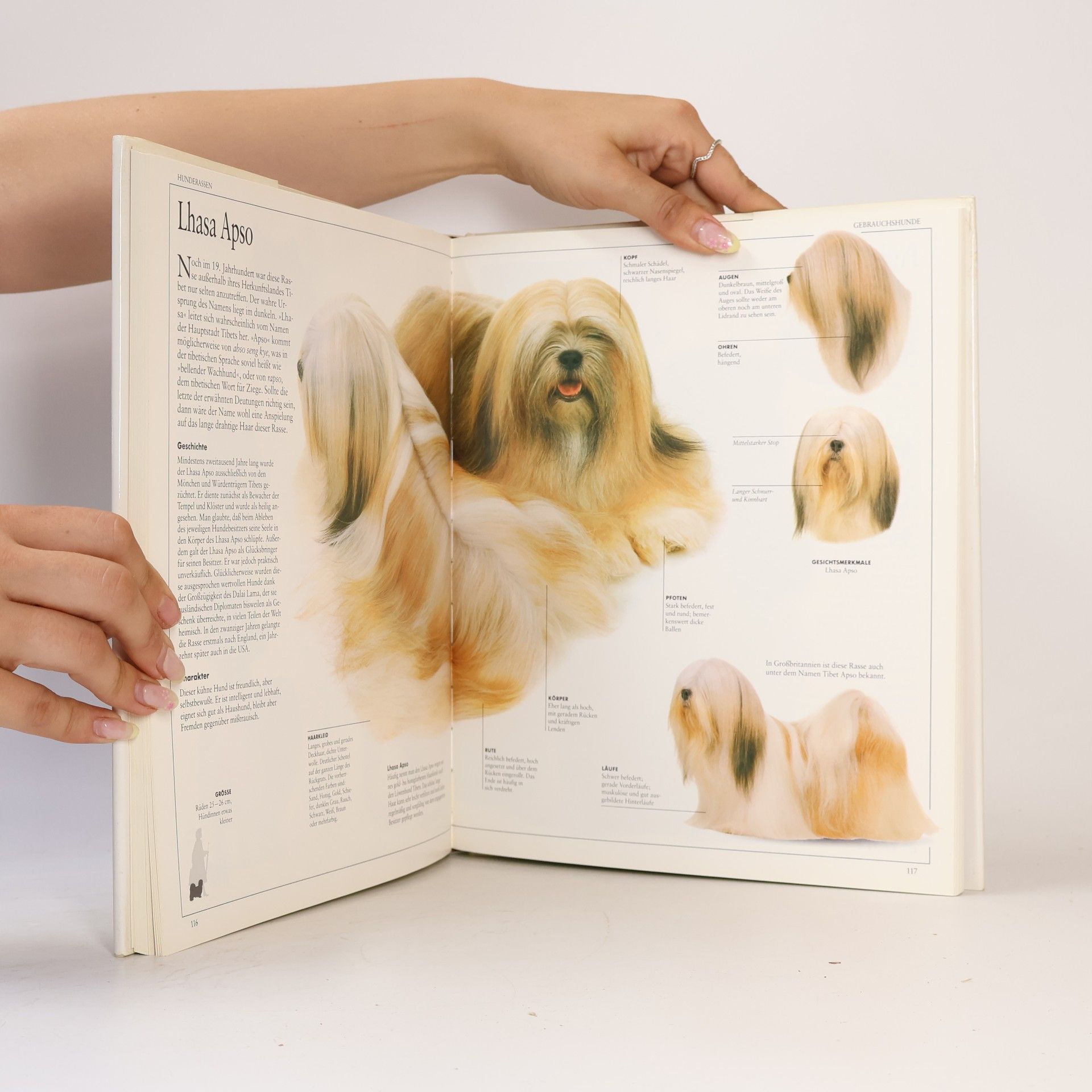 David Taylor Das grosse Hunde Buch