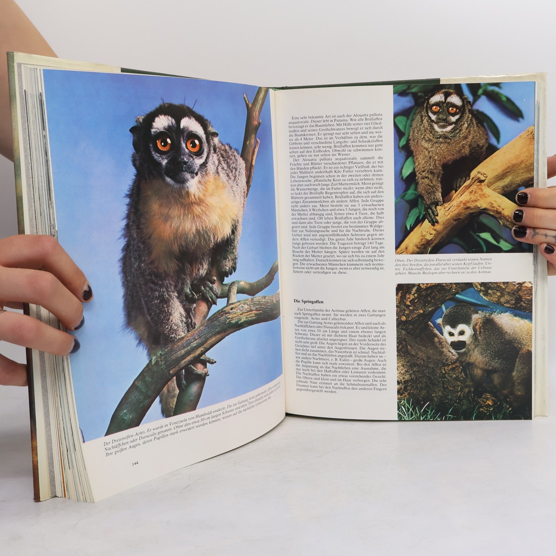 Autorenkollektiv Von Mammut zum Gorilla