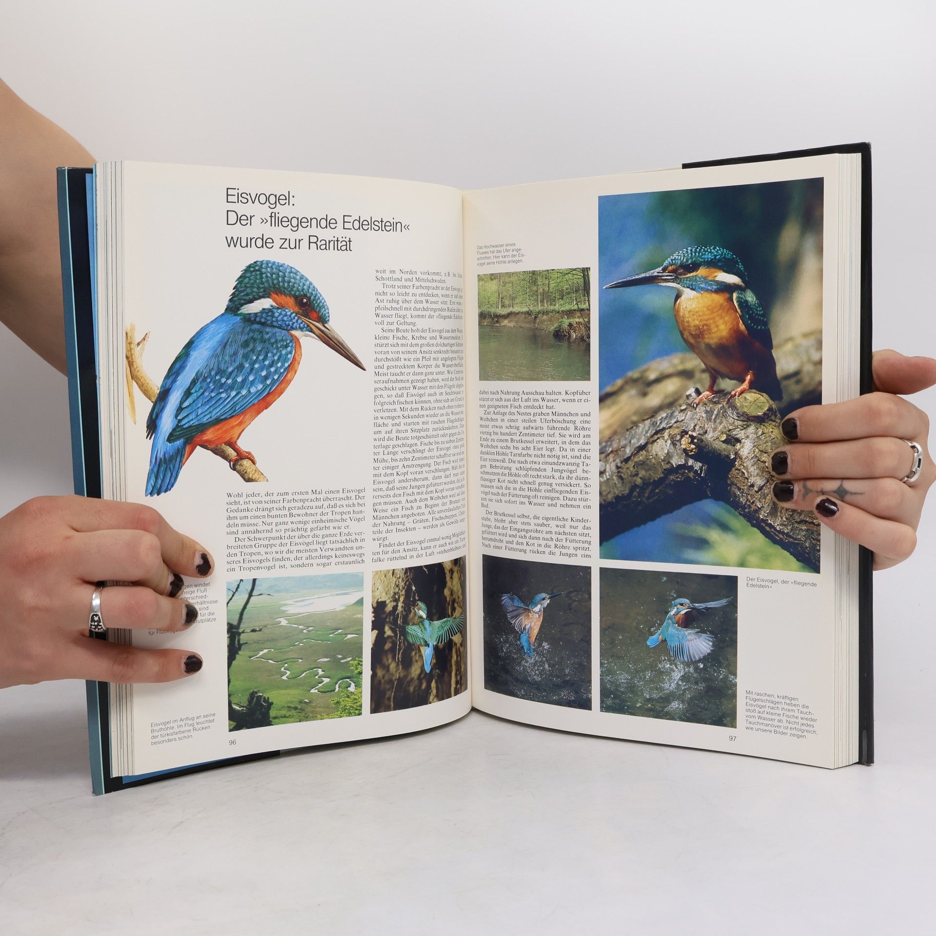 Horst Stern Rettet die Vögel, wir brauchen sie
