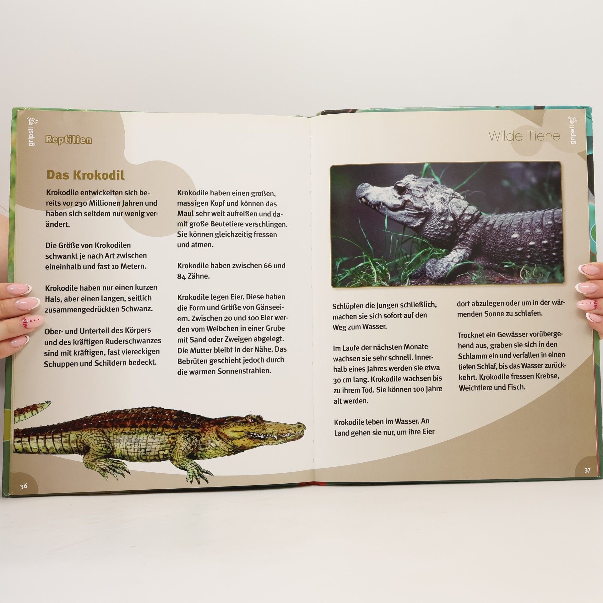Grips! Wilde Tiere: Räuber zu Land, Wasser und Luft