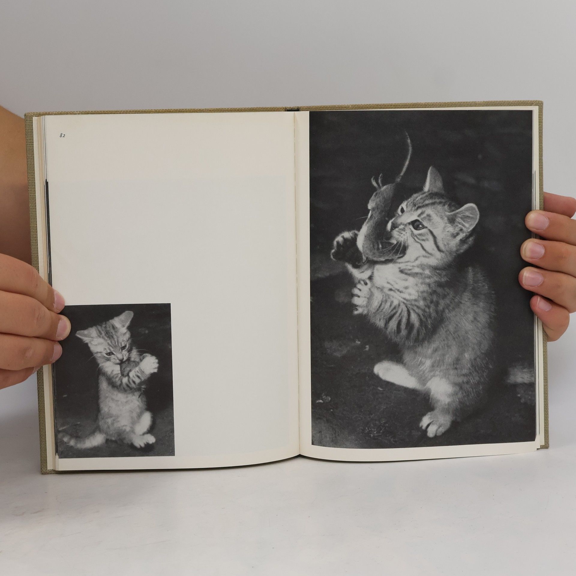 Rainer R. Vetter Unsere Katze Bilu