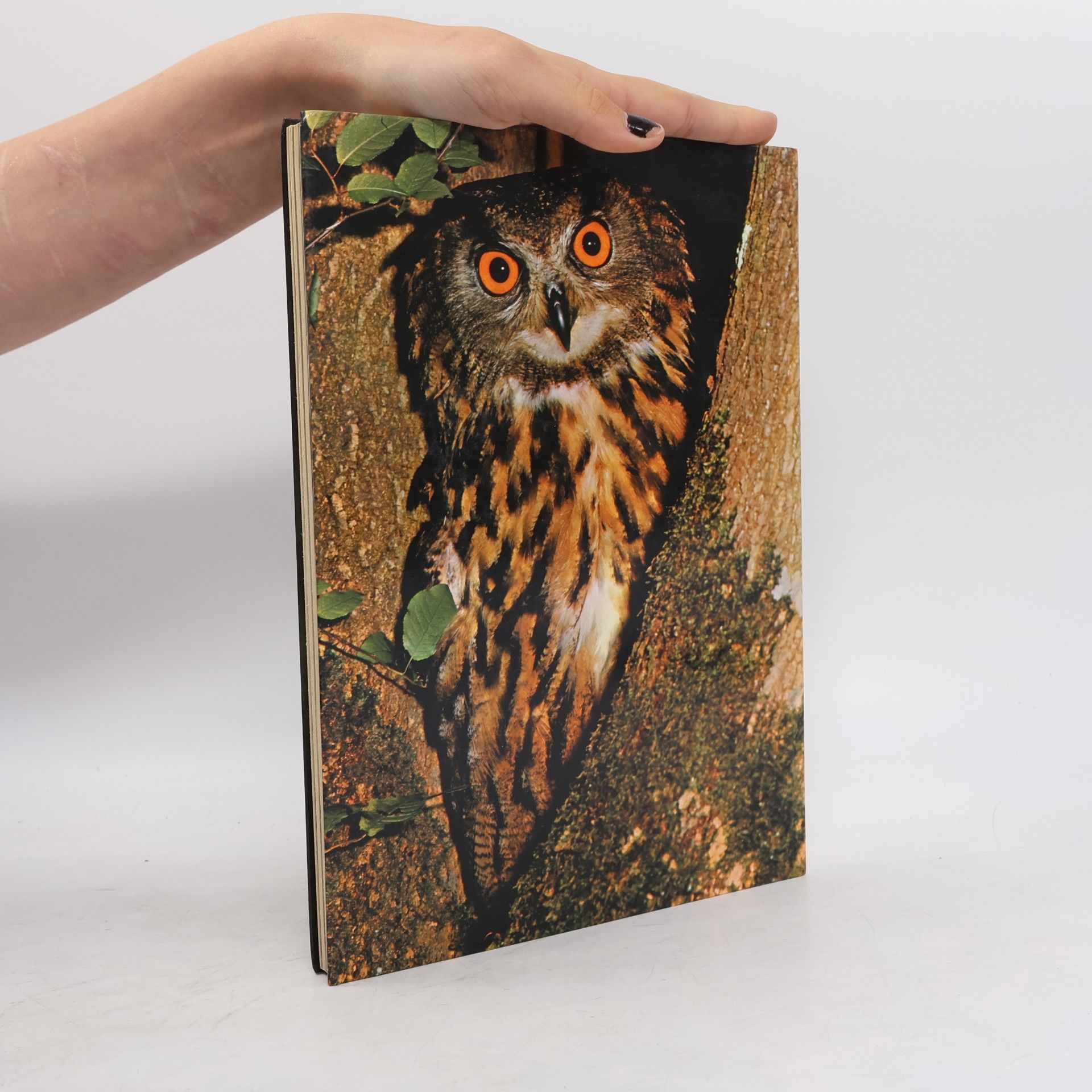 Autorenkollektiv Einheimische Vogelwelt