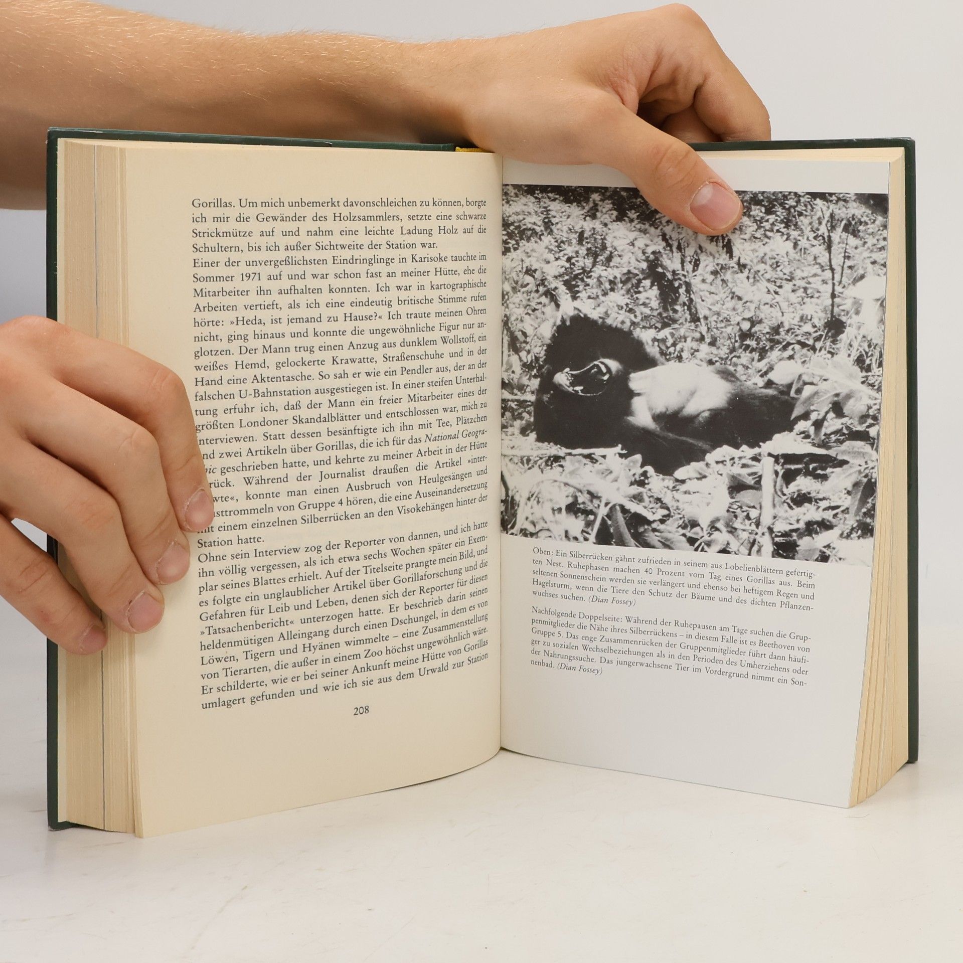 Dian Fossey Gorillas im Nebel
