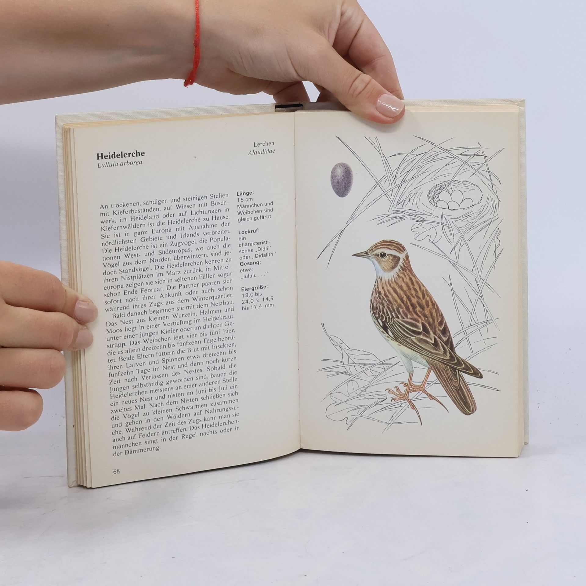 J. Felix Vögel in Wald und Gebirge