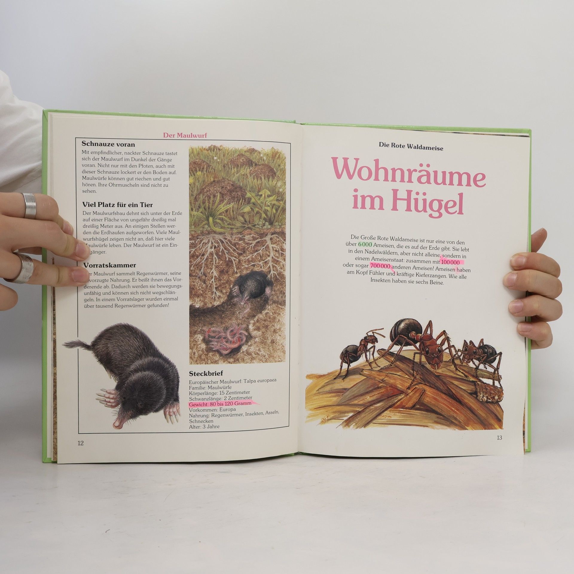 Kolektiv autorů Wie Tiere wohnen