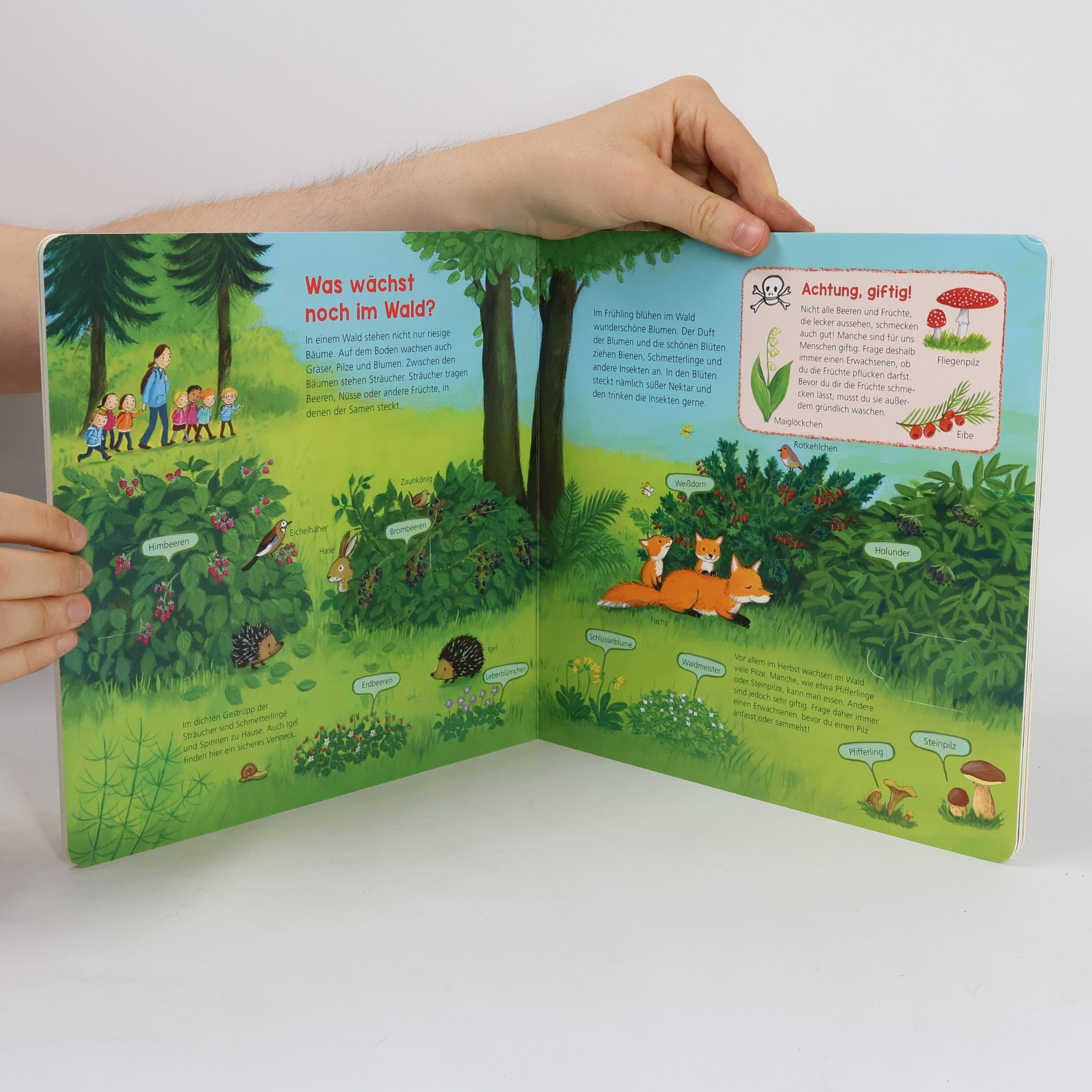 Kolektív autorov Entdeckerbuch Wald