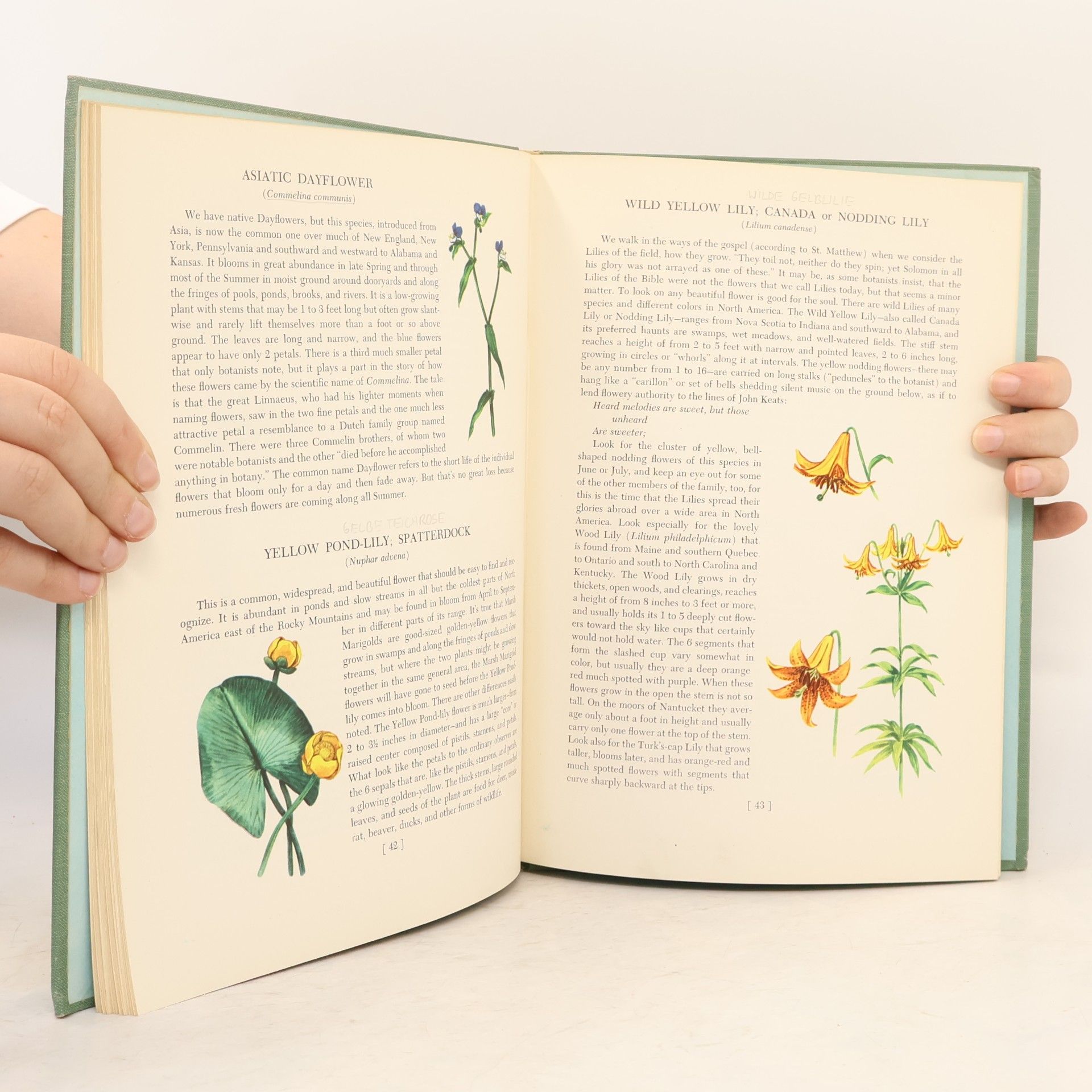 John Kieran An Introduction to Wild Flowers