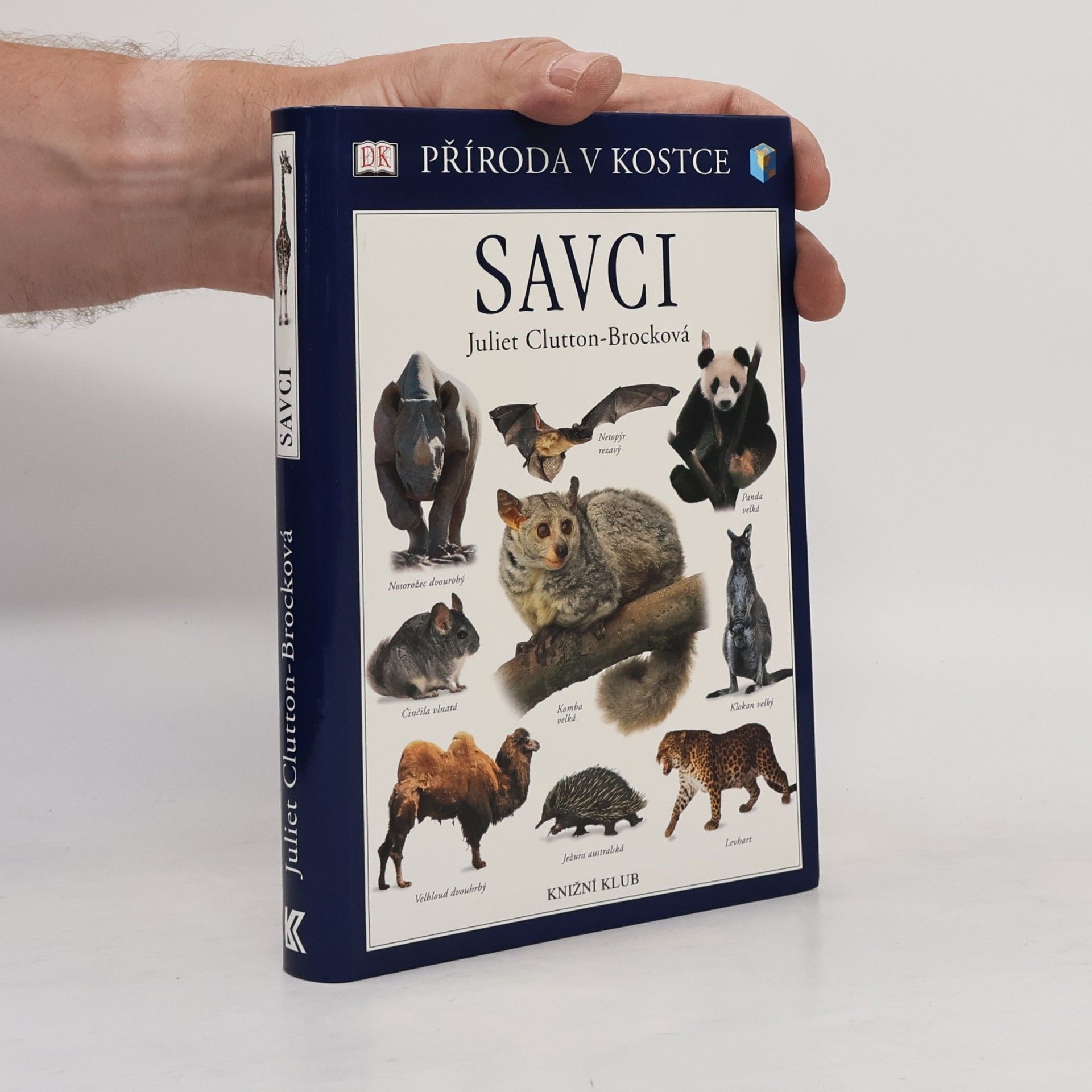 Savci
