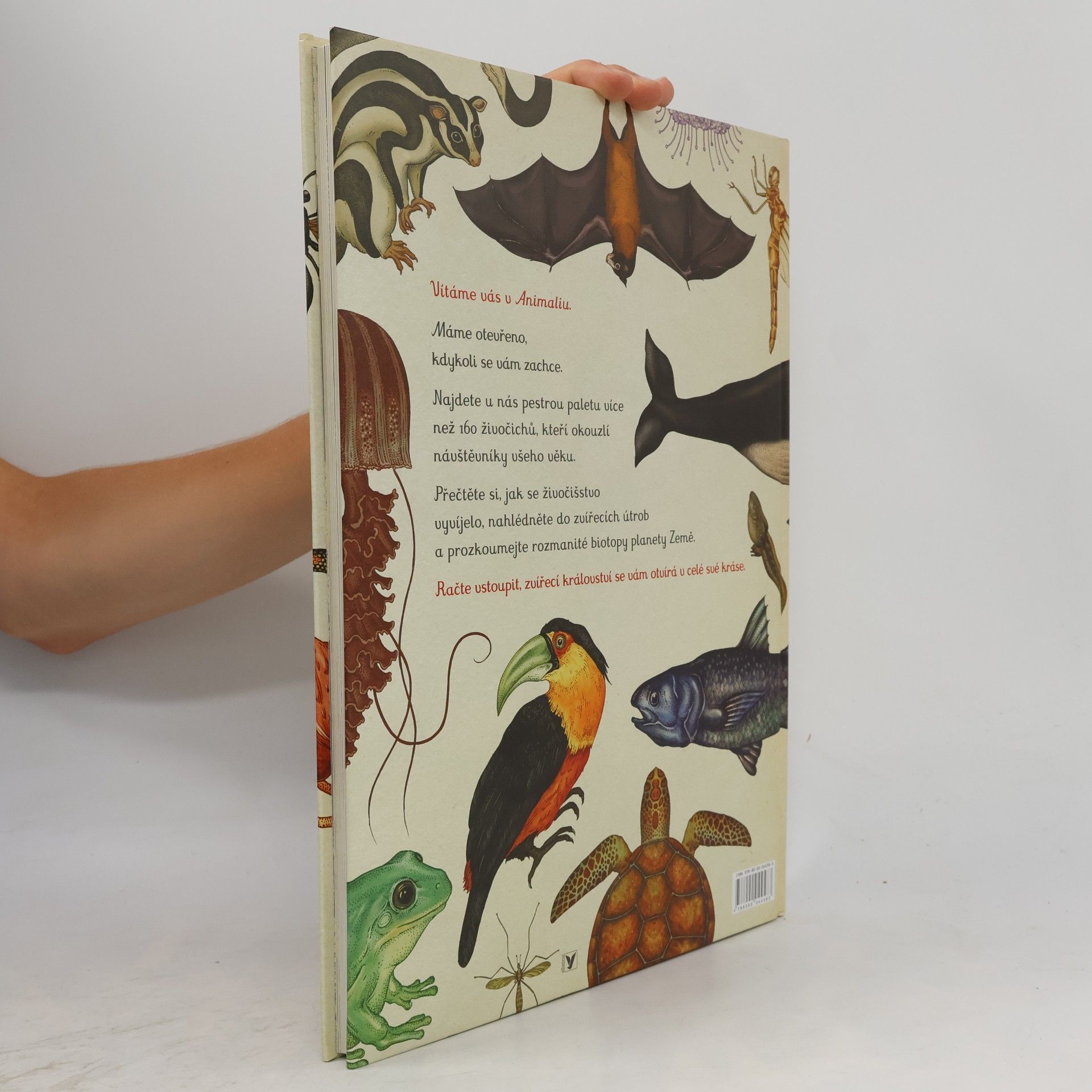Katie Scott Animalium
