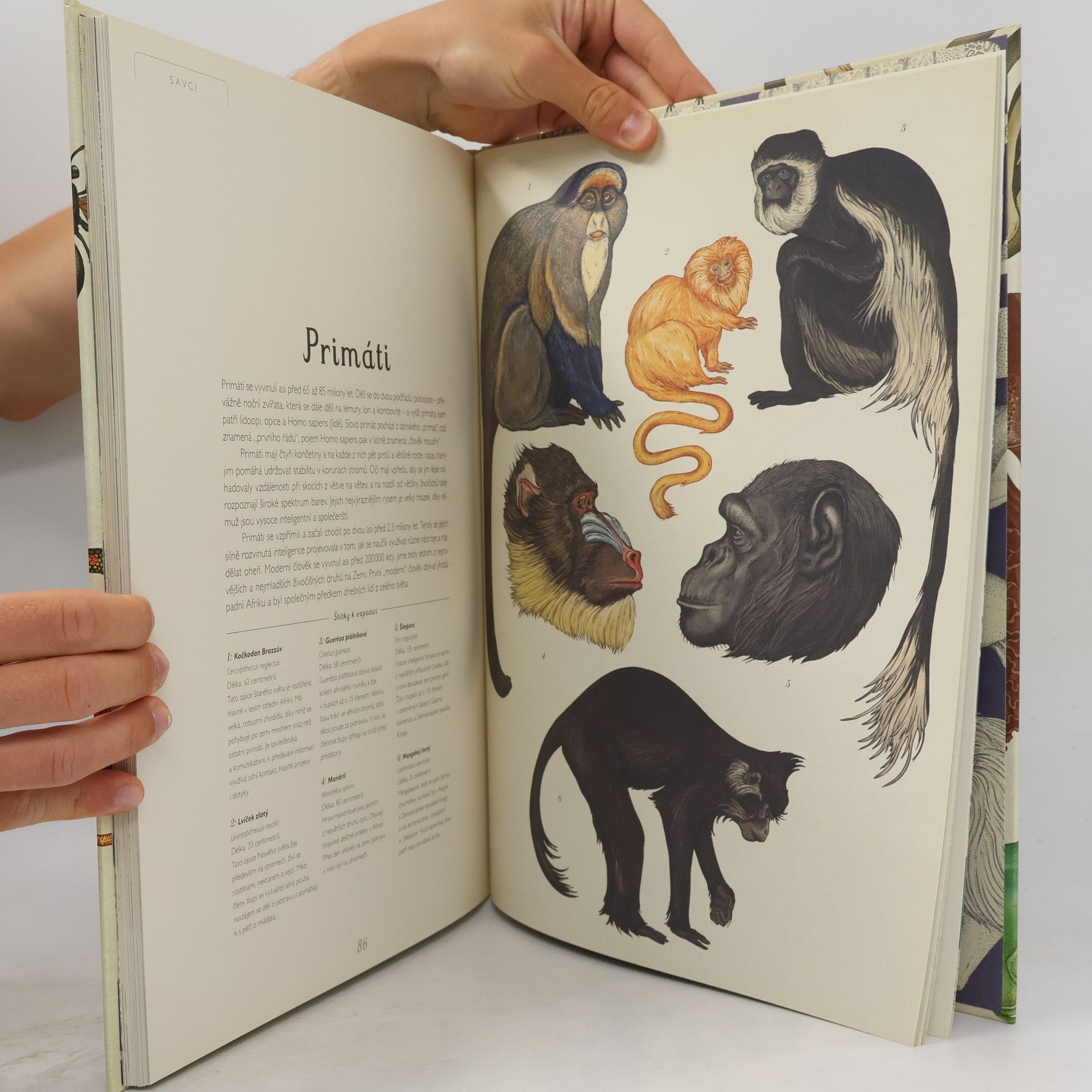Katie Scott Animalium