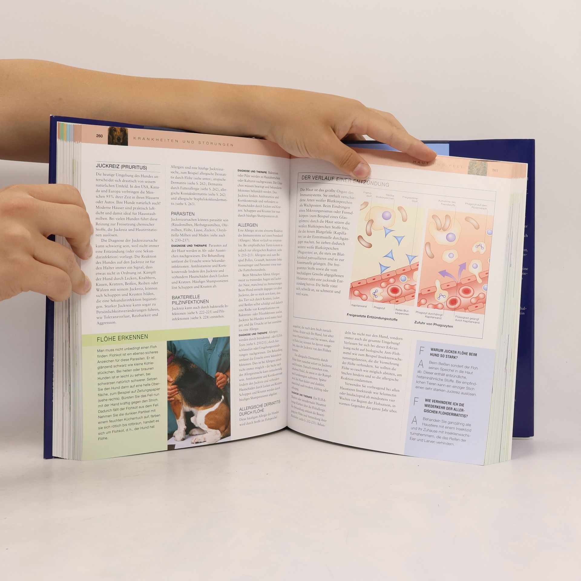 kolektiv Das große Praxisbuch Hunde
