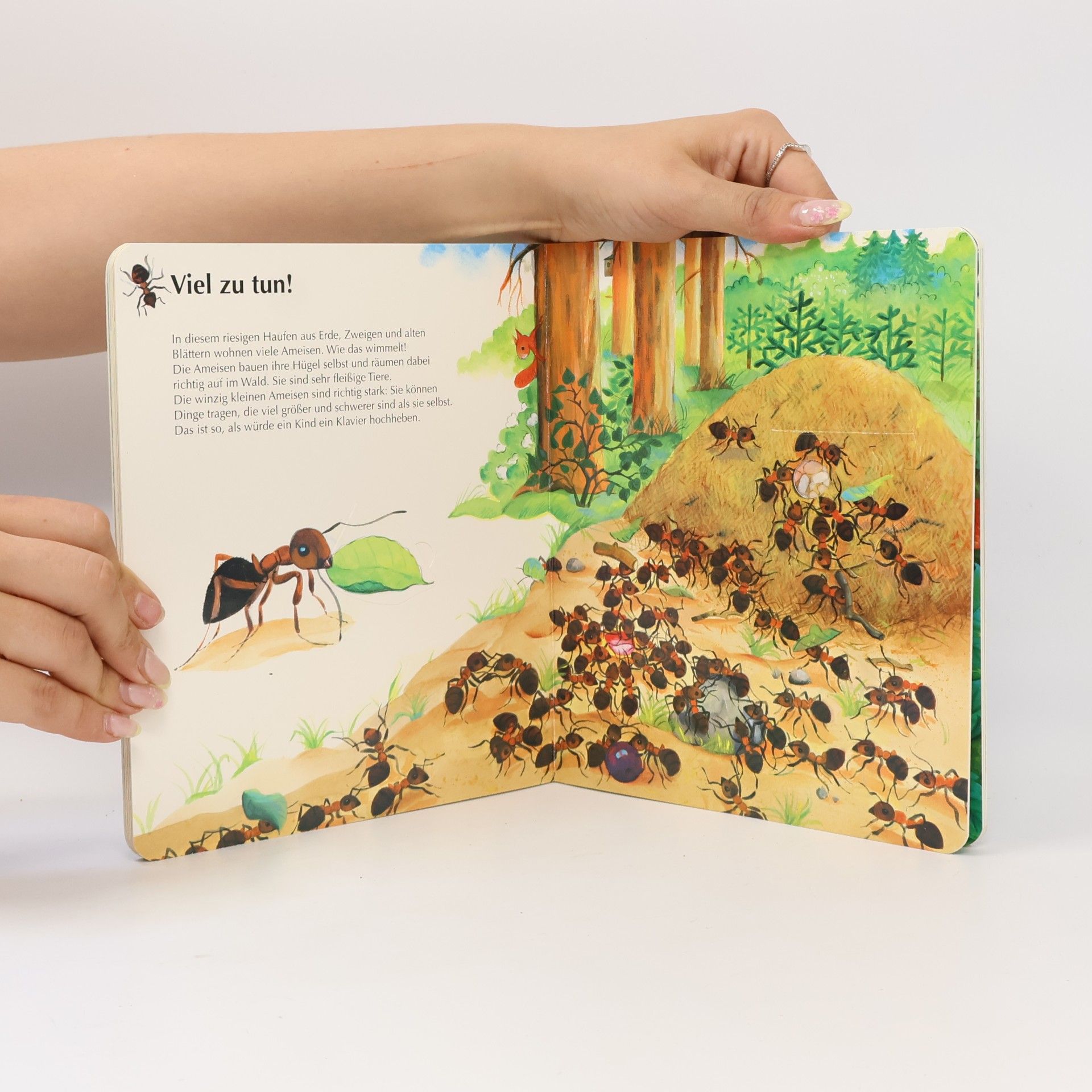 Autorenkollektiv Das ist der Wald