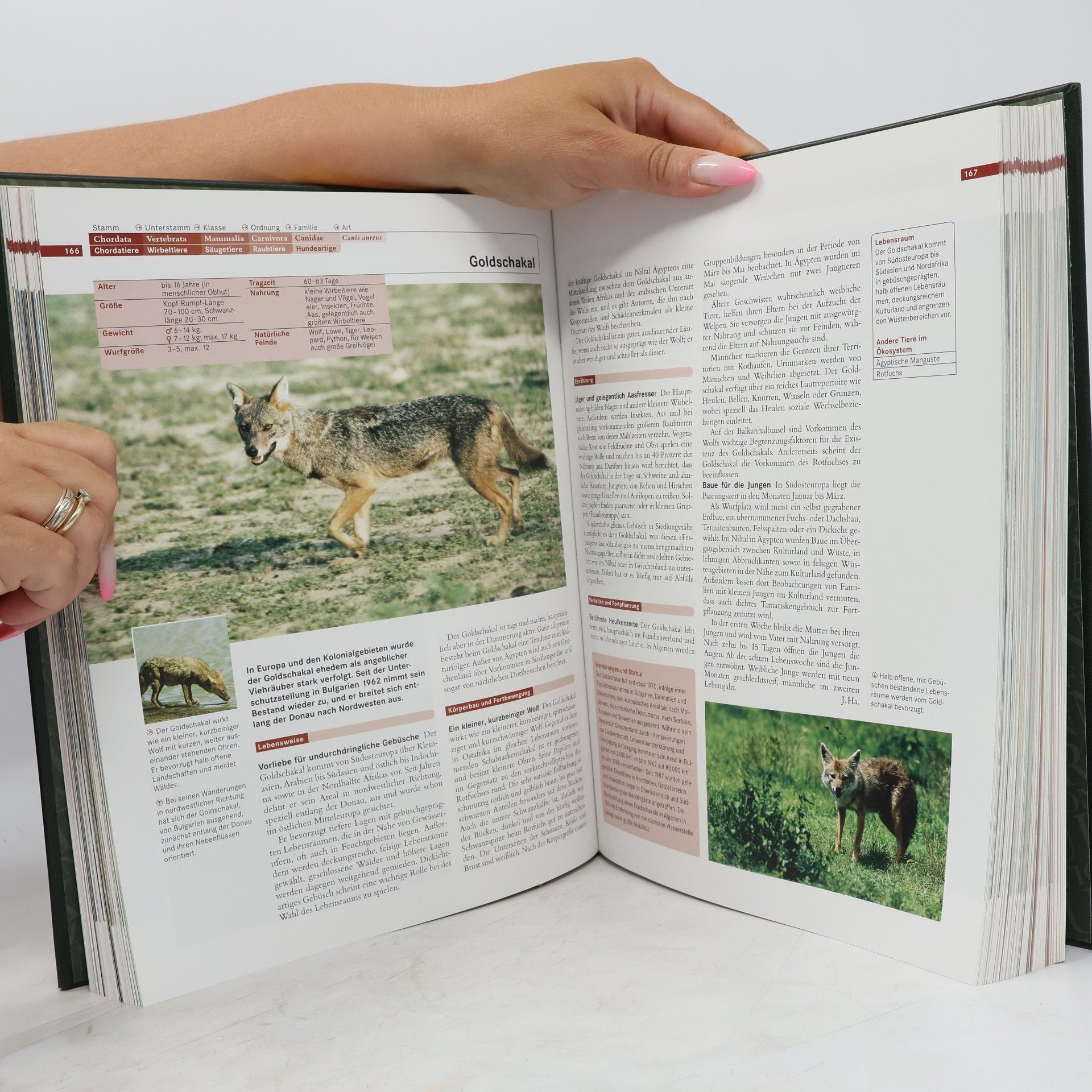 Autorenkollektiv Faszination Natur. Säugetiere II