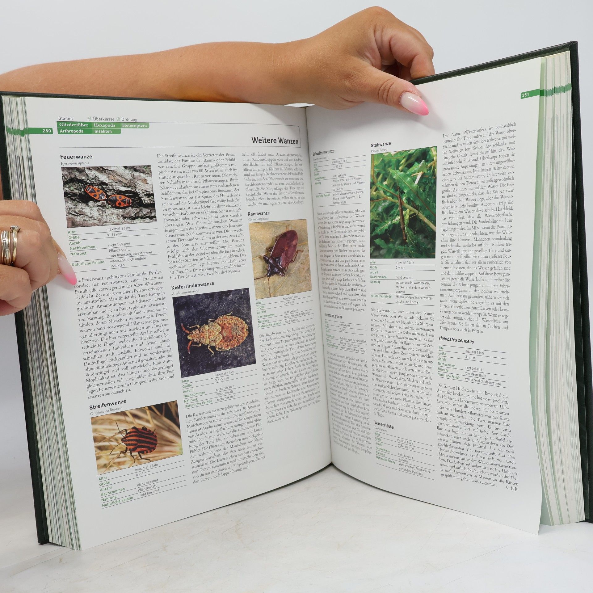 Autorenkollektiv Faszination Natur. Wirbellose II