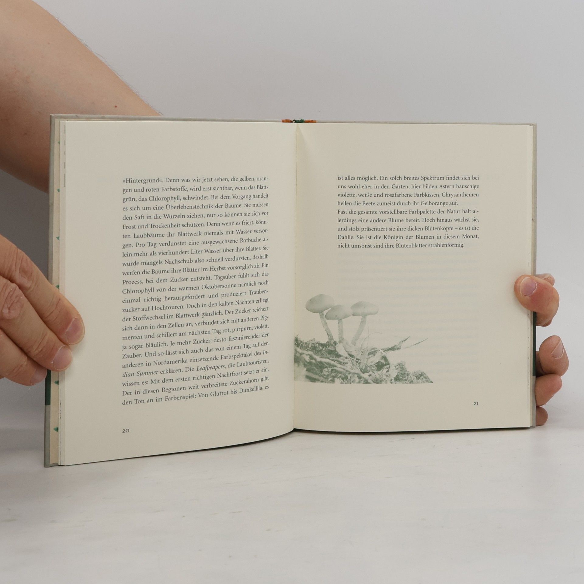 John von Düffel Das Buch vom goldenen Oktober