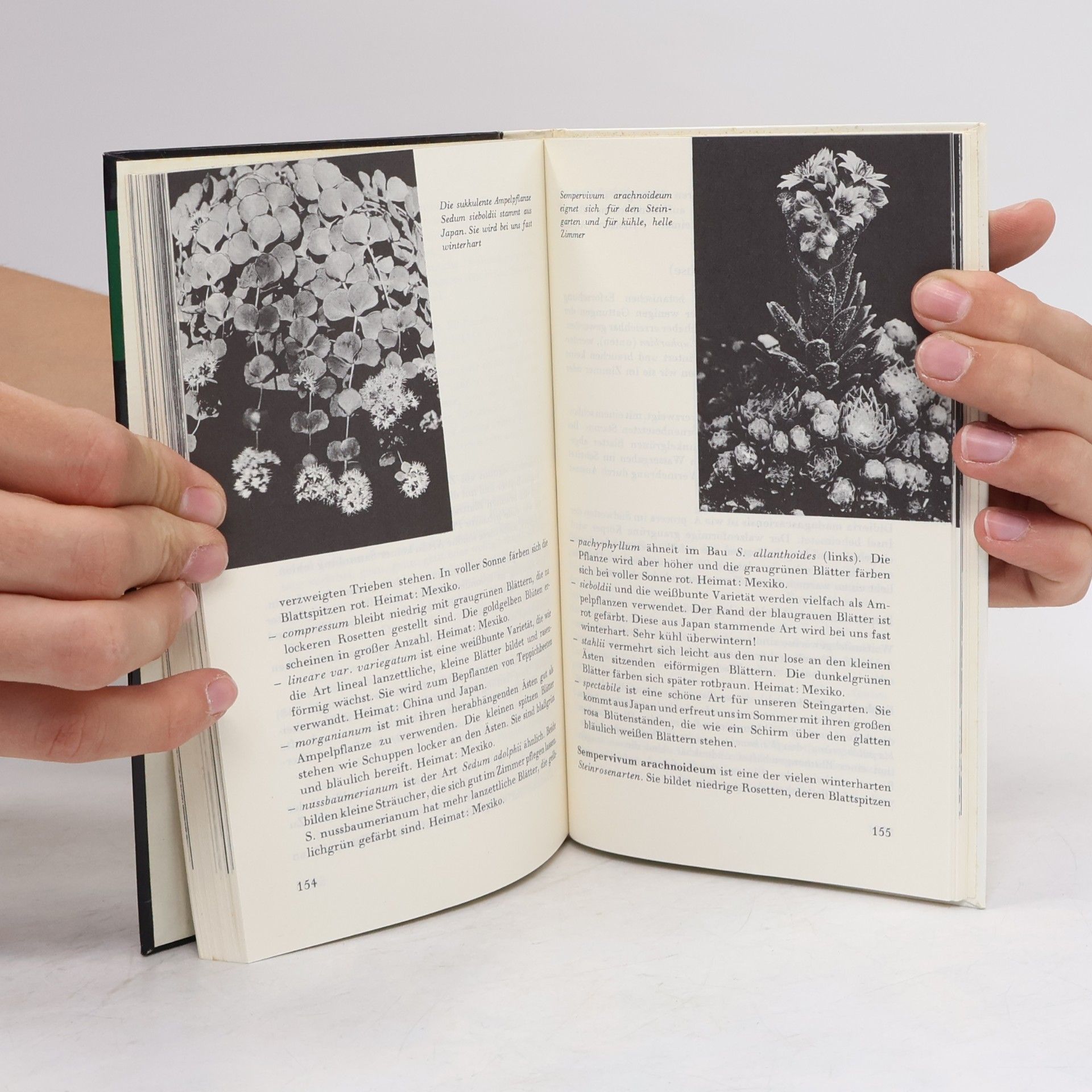 Werner Hoffmann Das kleine Kakteenbuch