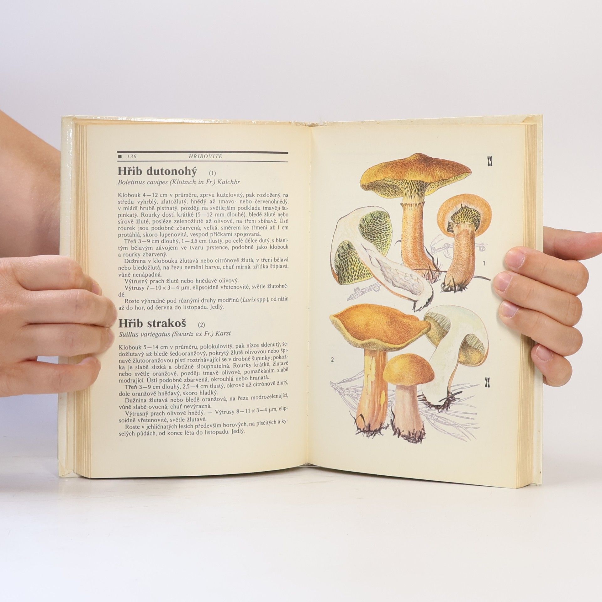 Mirko Svrček Houby