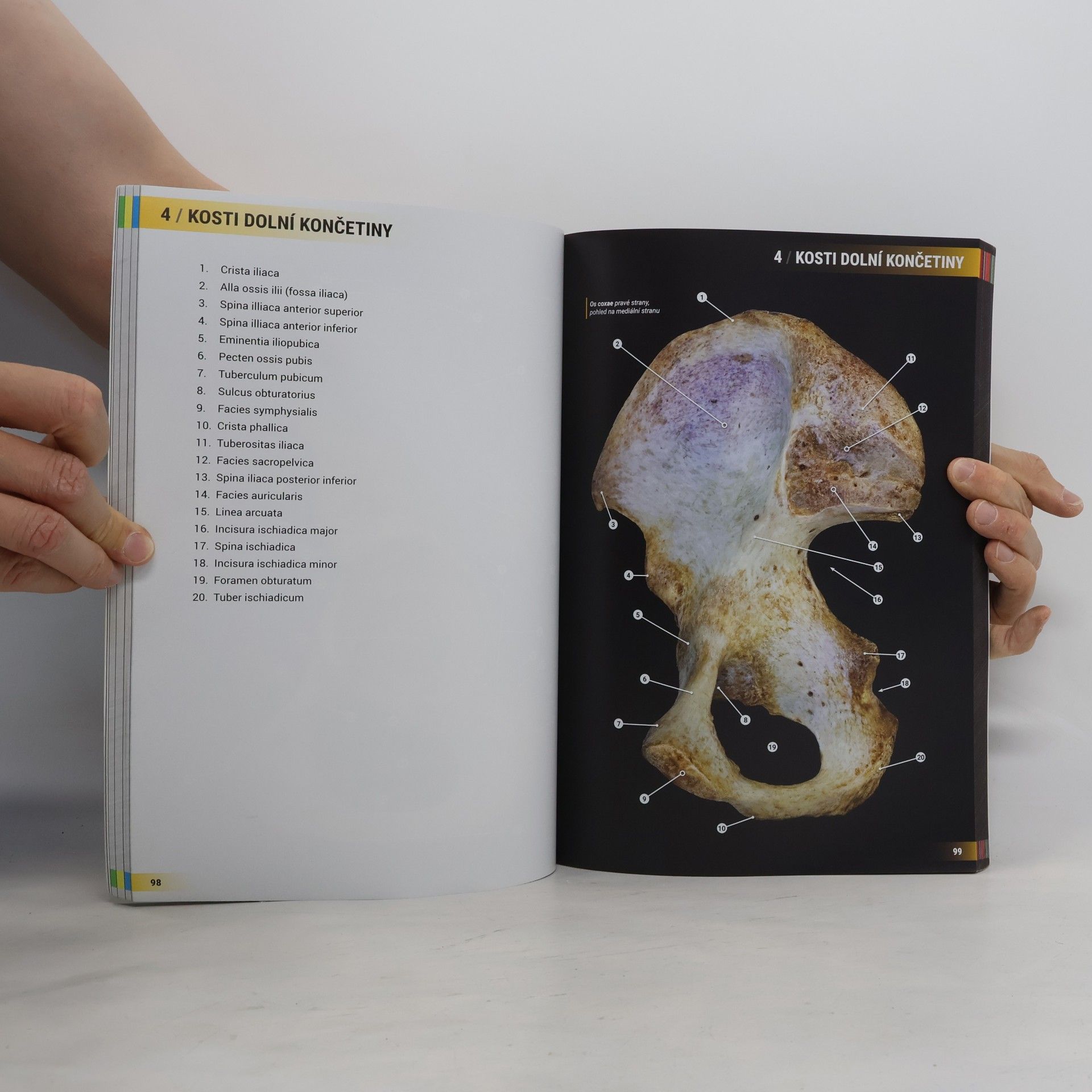 Kolektiv autorů Atlas vybraných kapitol anatomie člověka - 2. vydání