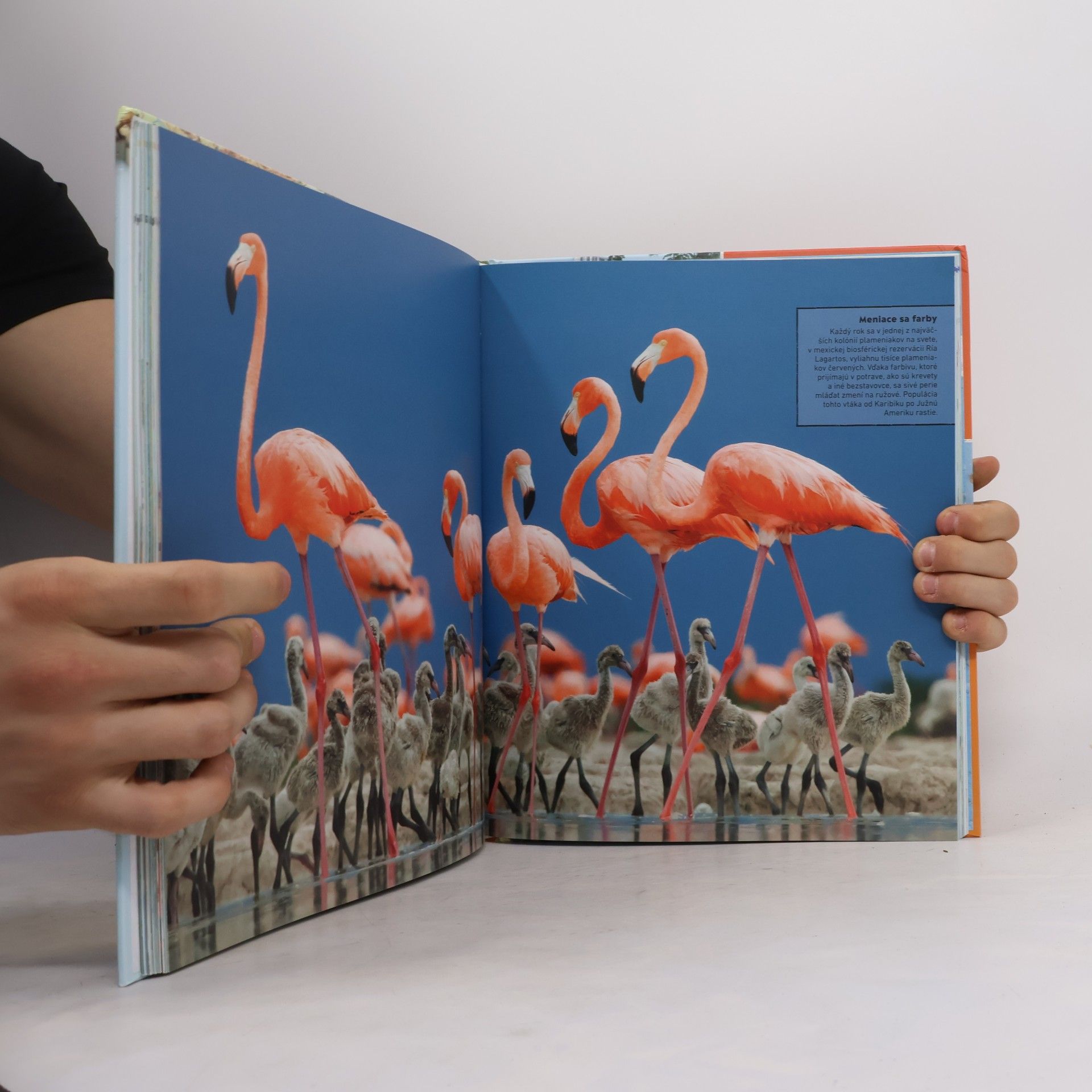 Various authors Atlas zvierat