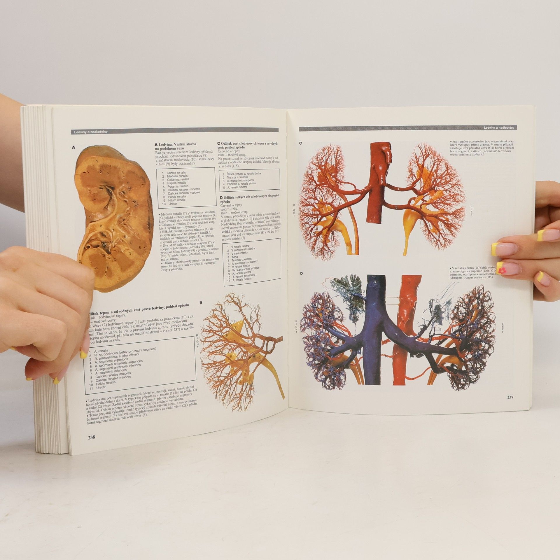 R. M. H. Robert Matthew Hay McMinn Barevný atlas anatomie člověka