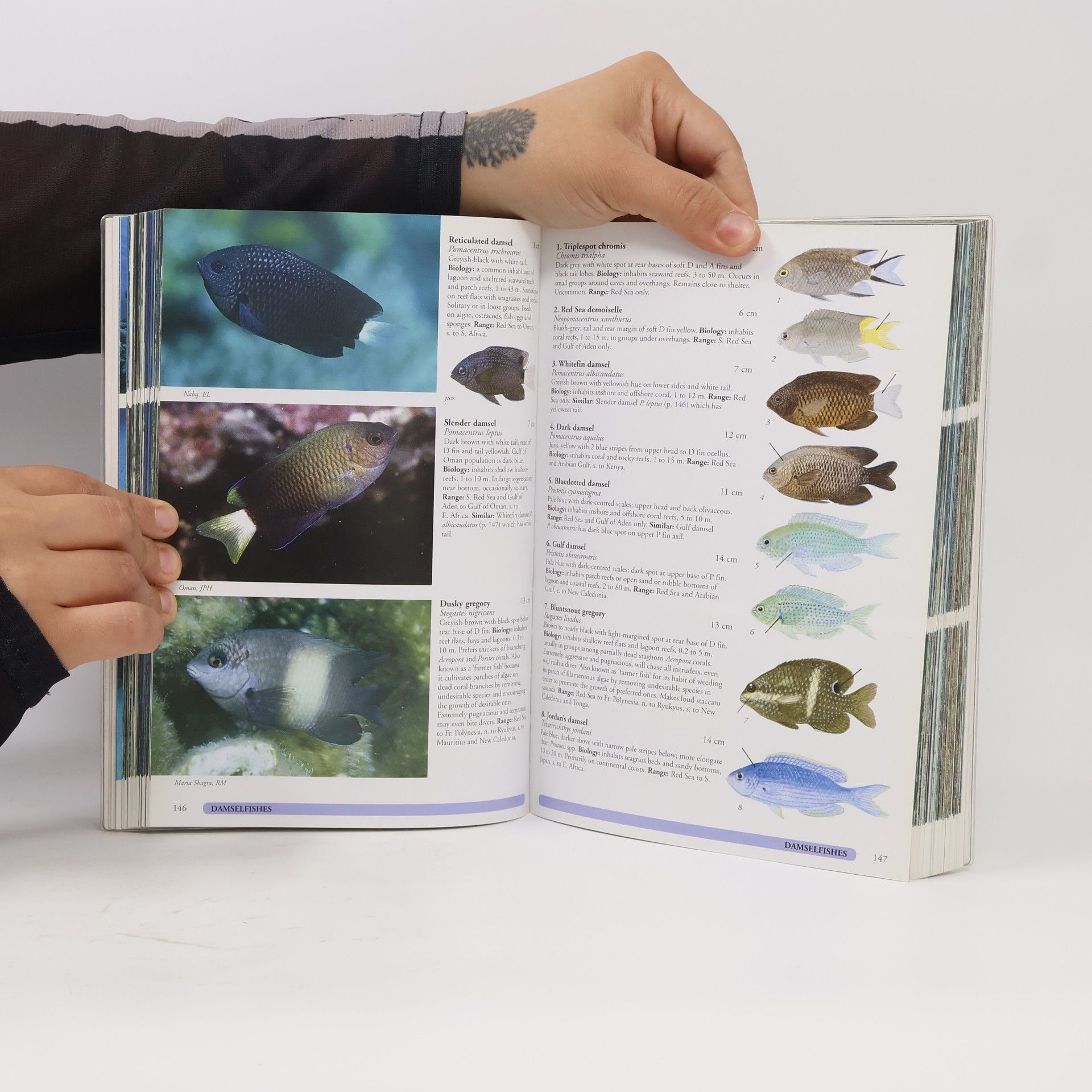 Ewald Lieske Coral reef guide : Red Sea to Gulf of Aden