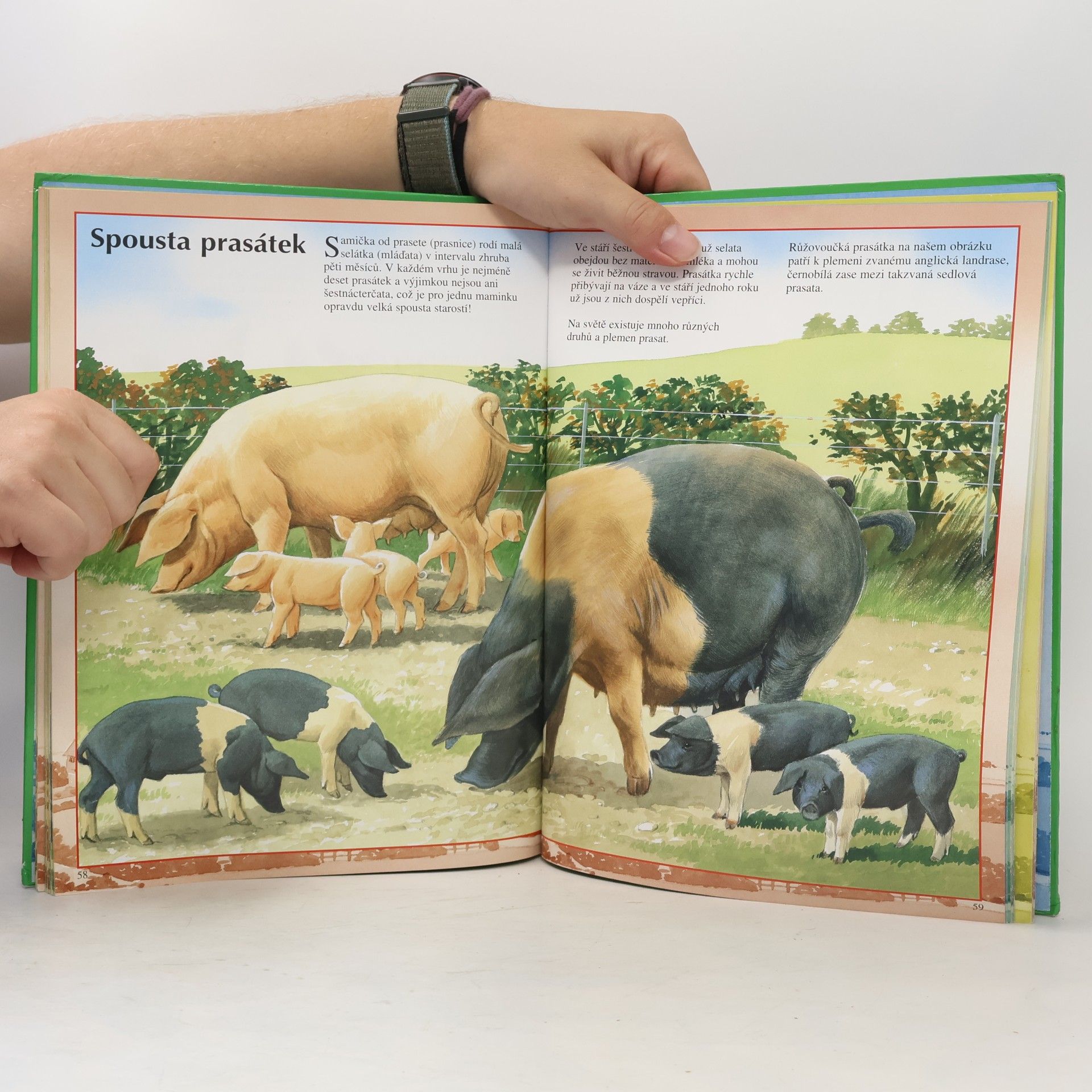 Autorenkollektiv Zvířátka na venkově : Poznáváme zvířátka a život na venkově