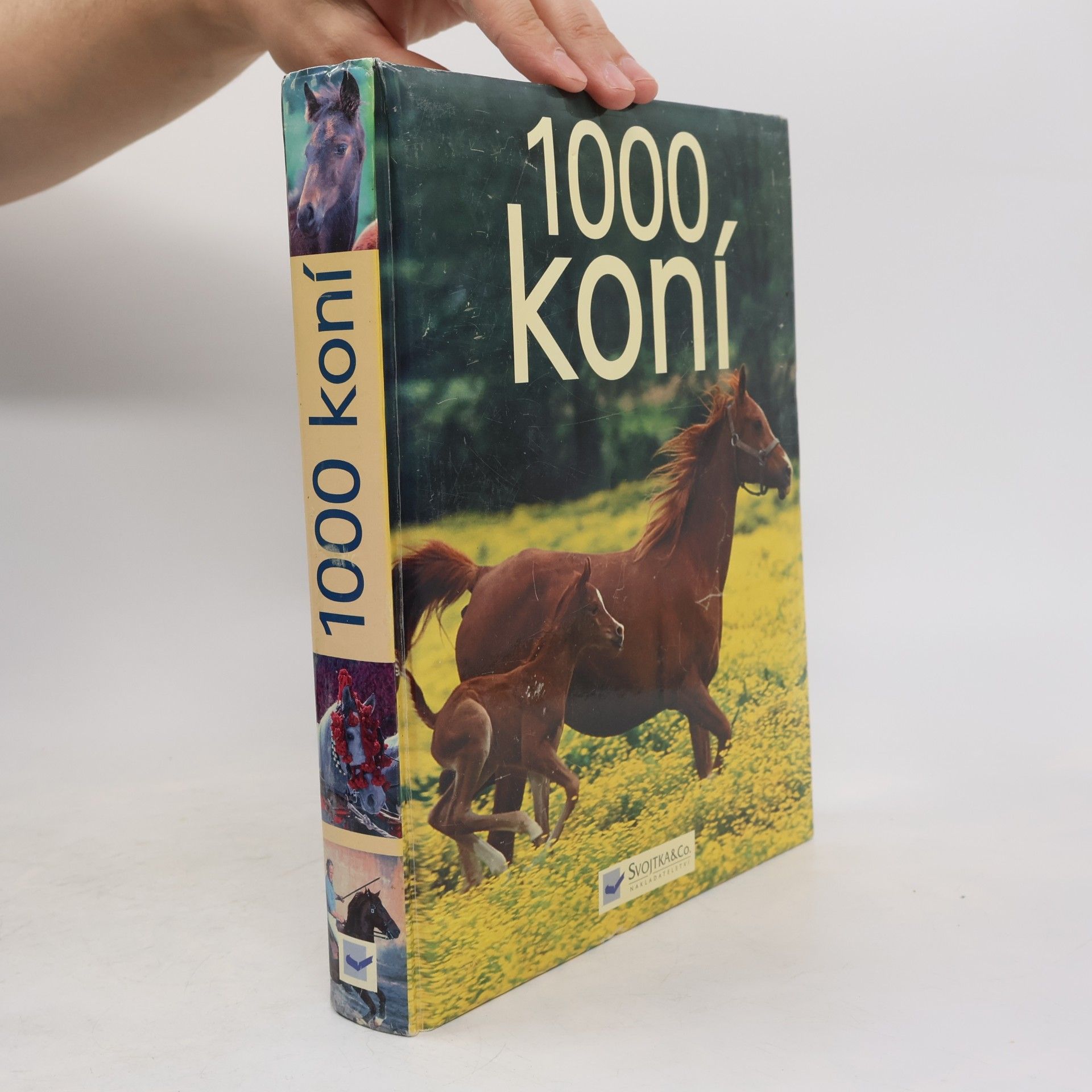 Ulrike Schöber 1000 koní