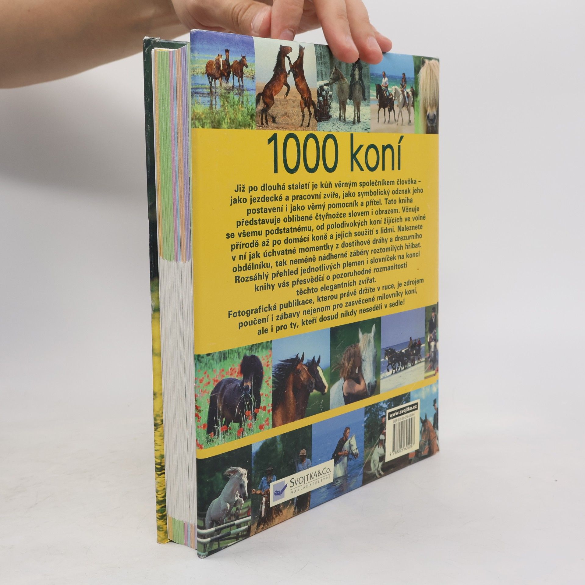 Ulrike Schöber 1000 koní