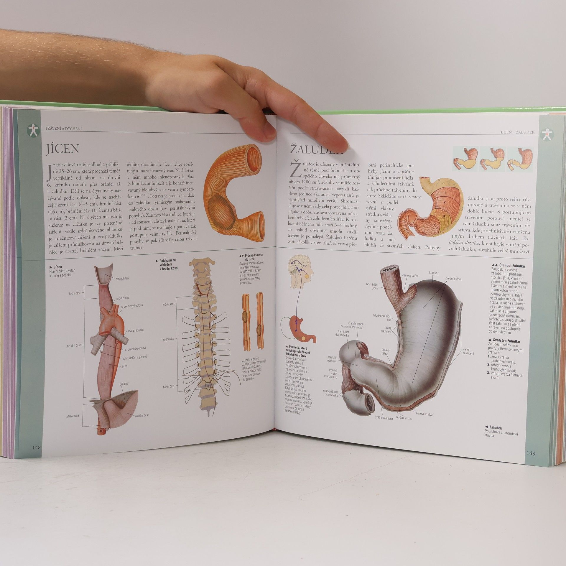 Adriana Rigutti Ilustrovaný atlas anatomie
