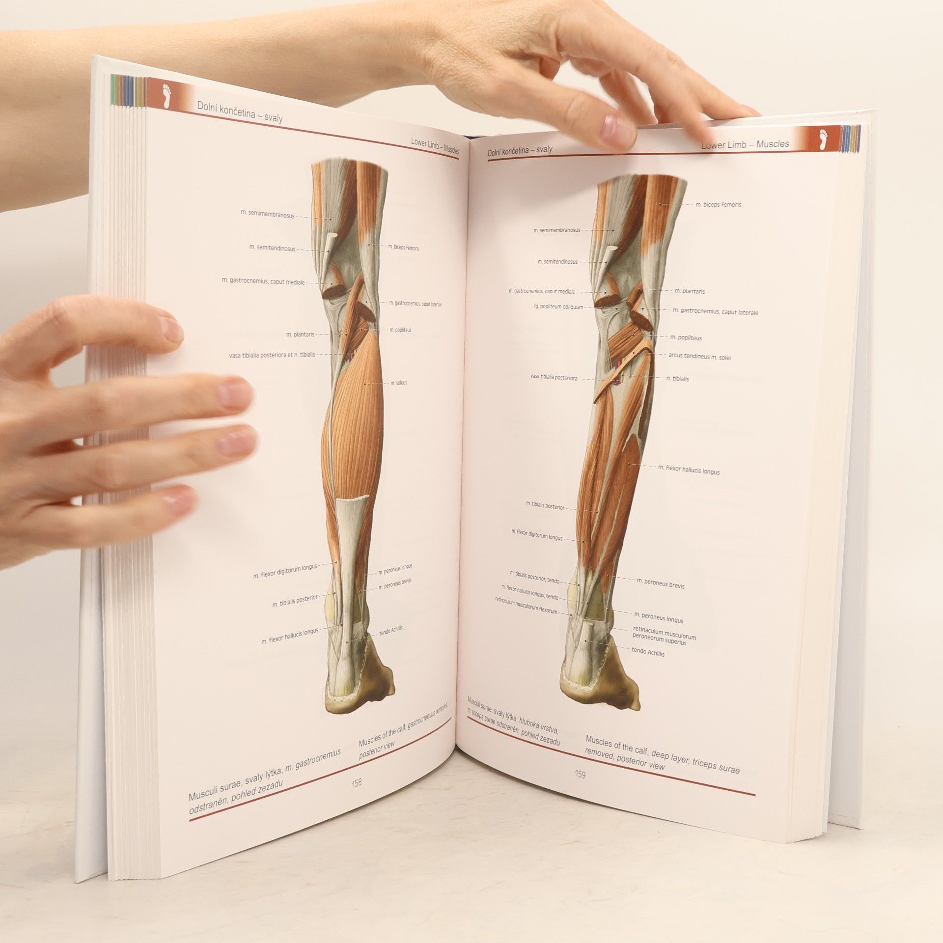 Miloš Grim Atlas anatomie člověka. Atlas of human anatomy