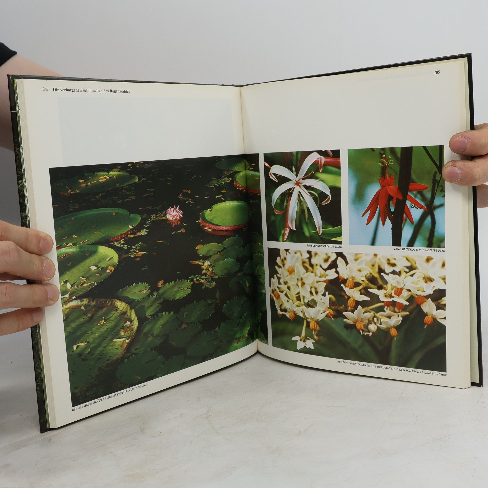Tom Sterling Der Amazonas