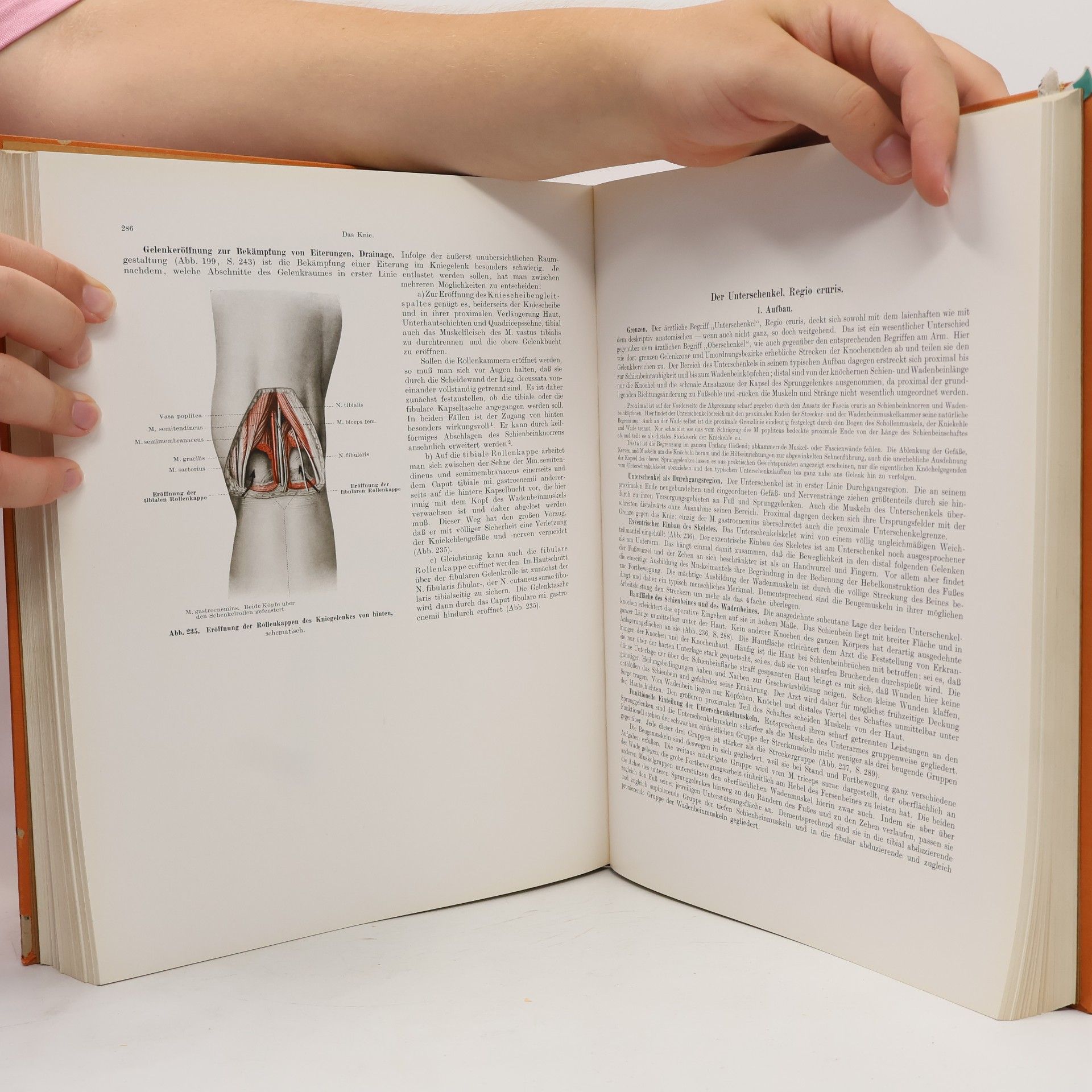 Autorenkollektiv Praktische Anatomie IV.