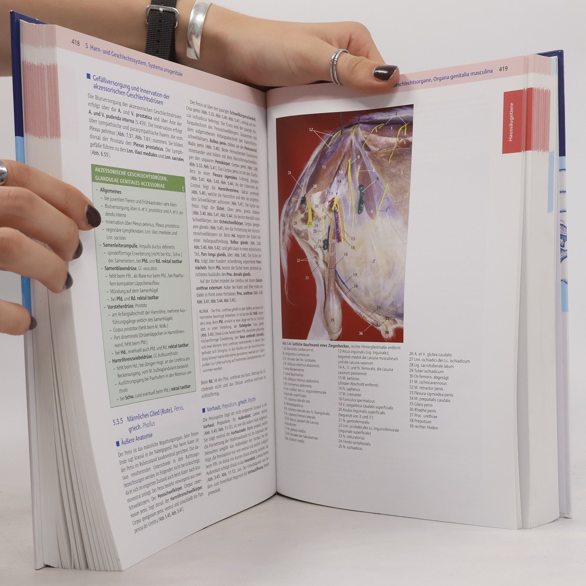 Autorenkollektiv Anatomie für die Tiermedizin