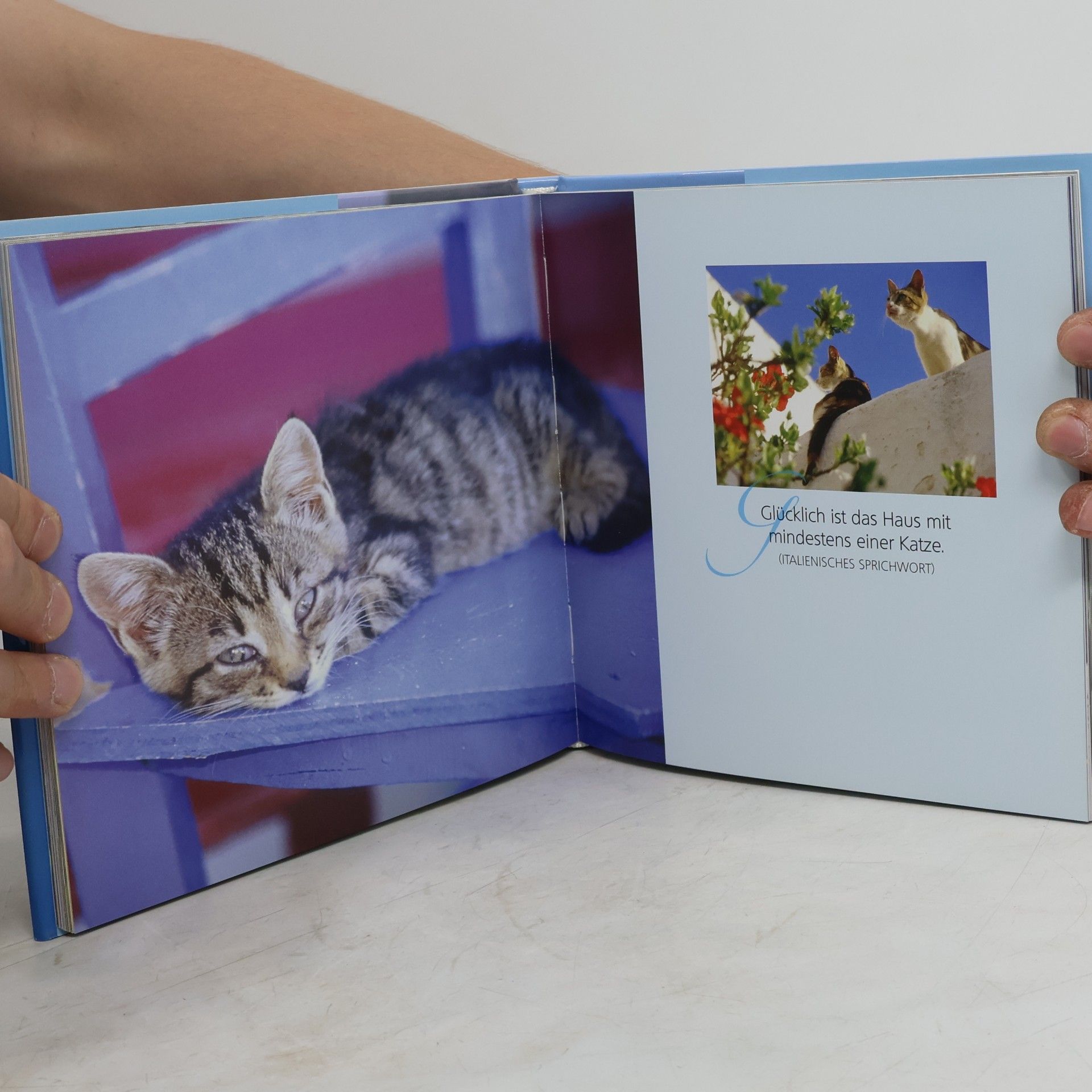 Miroslav Ptáček Die Augen einer Katze sind Fenster in eine andere Welt