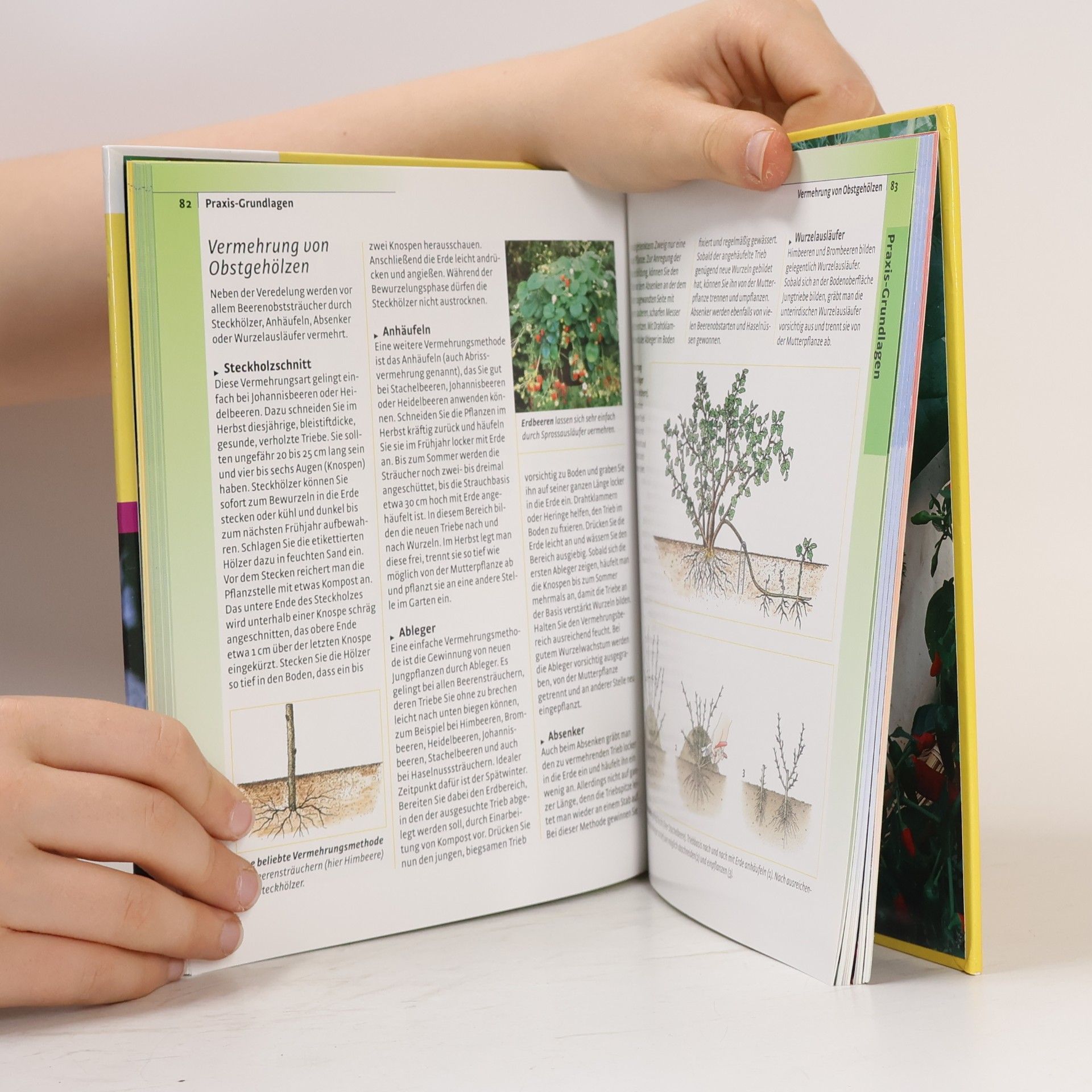 Autorenkollektiv Obst- und Gemüsegarten