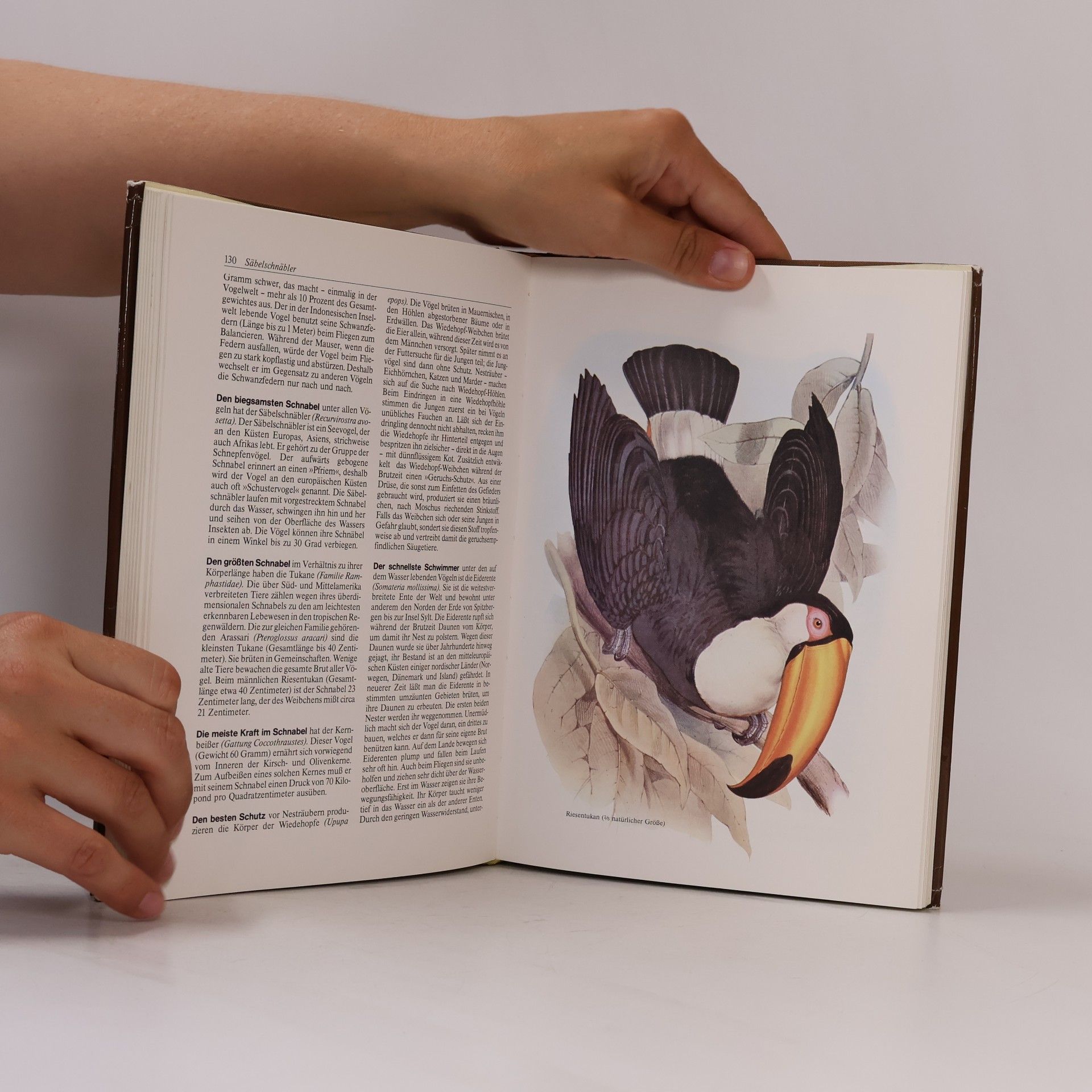 Daniel Mann Rekorde der Tierwelt