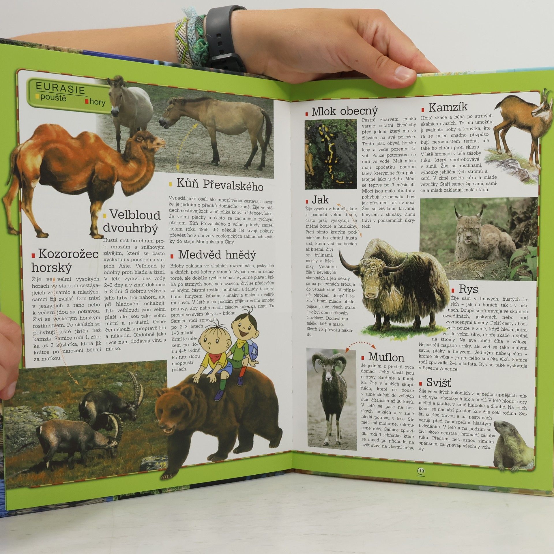 Autorenkollektiv Bolek a Lolek. Atlas zvířat