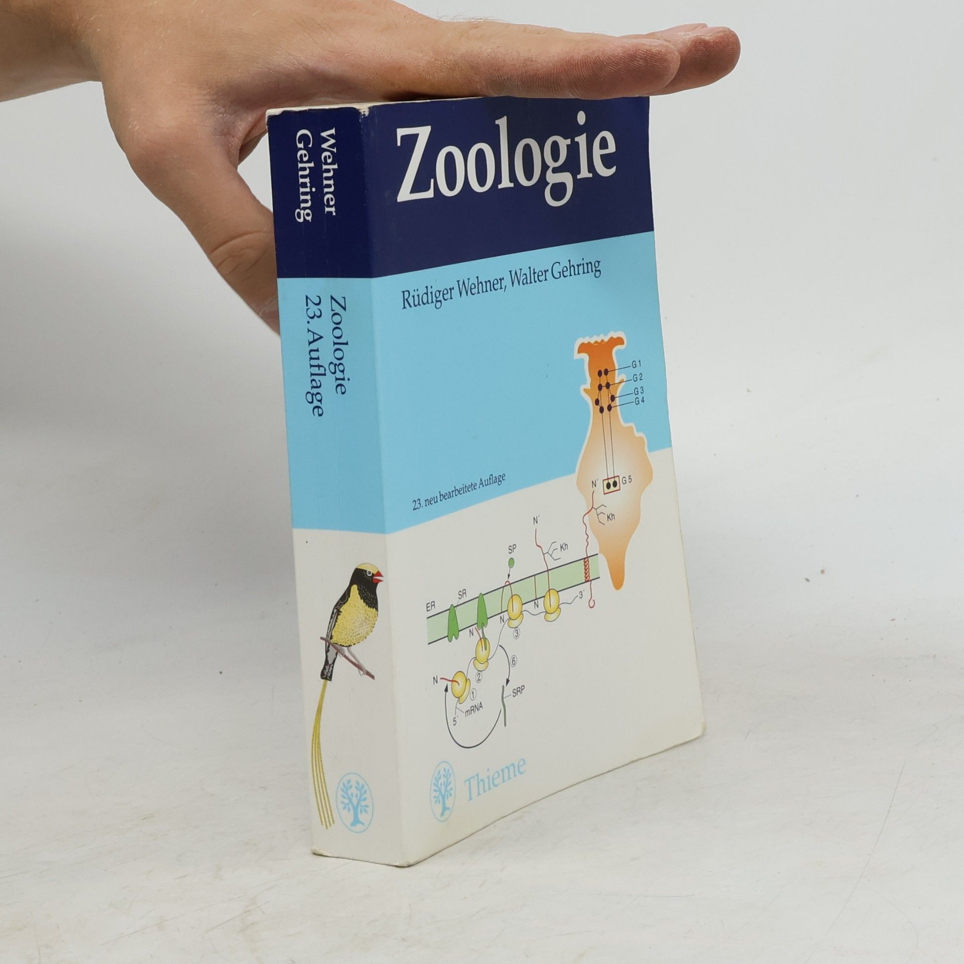 Rüdiger Wehner Zoologie. 23. Auflage