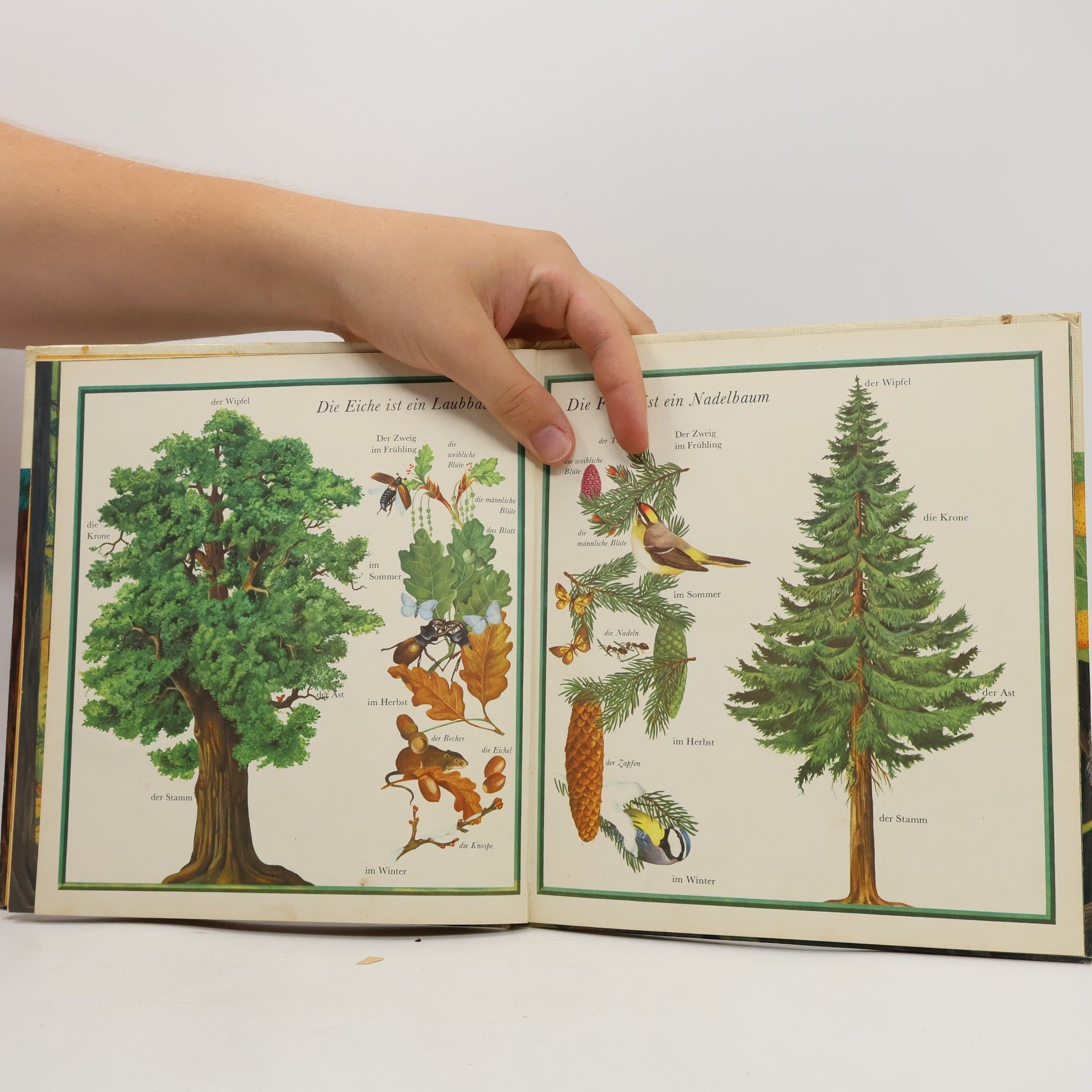 Rainer Sacher Der verwandelte Wald