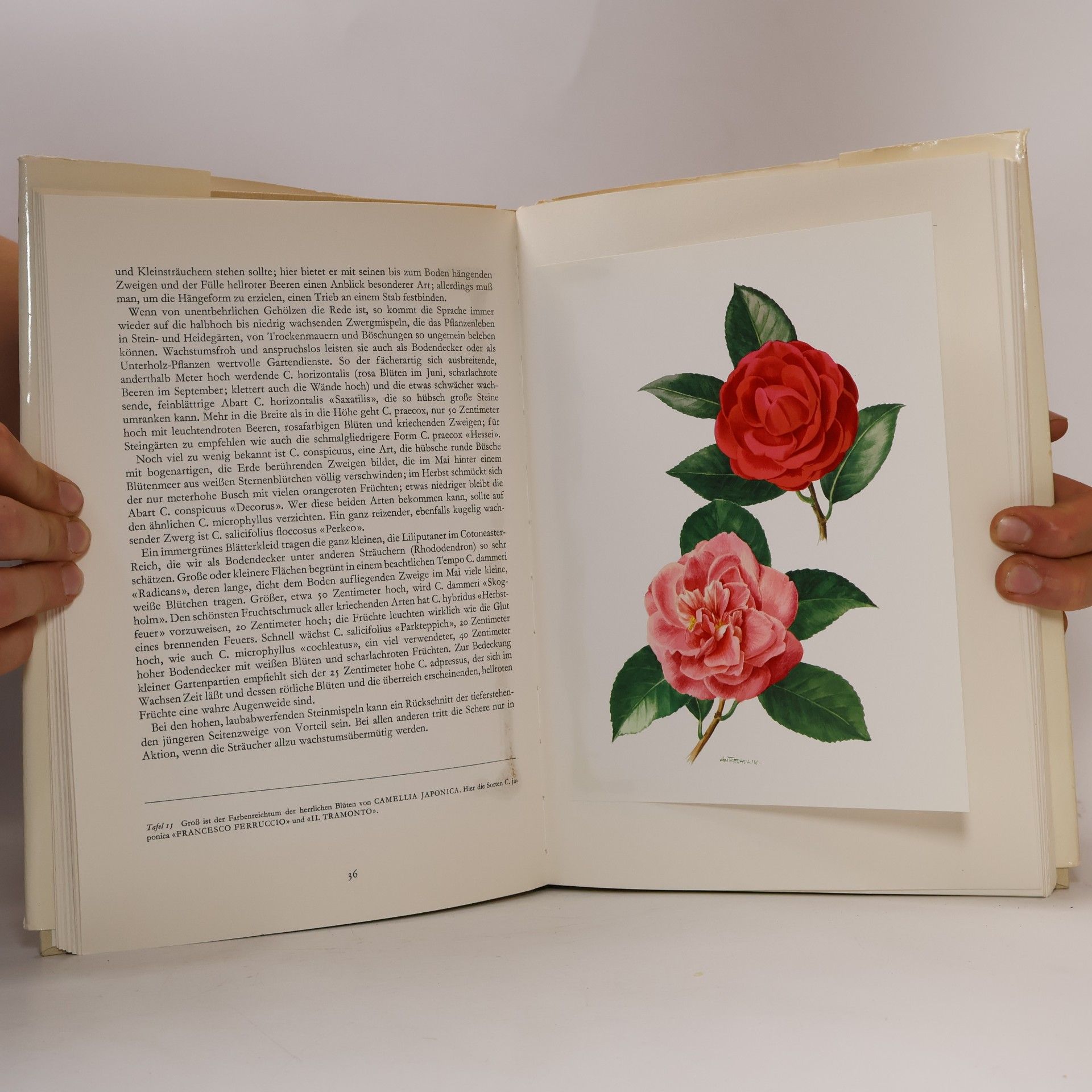 Karlheinz Jacobi Wunderwelt der Gartenblumen III.