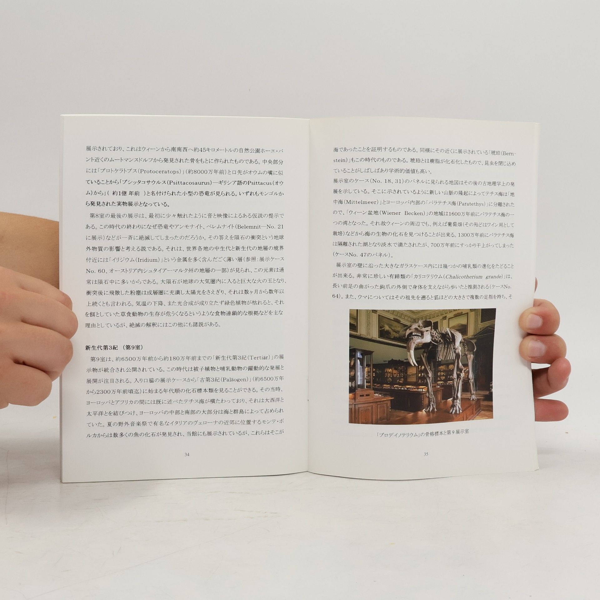 Masako Machara ウィーン 自然史博物館