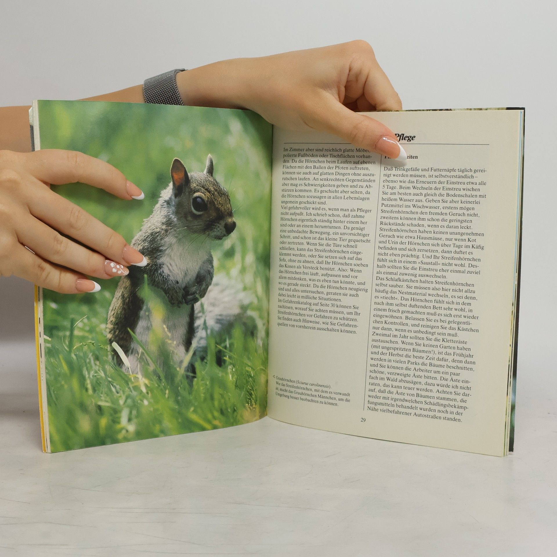 Otto von Frisch Streifenhörnchen