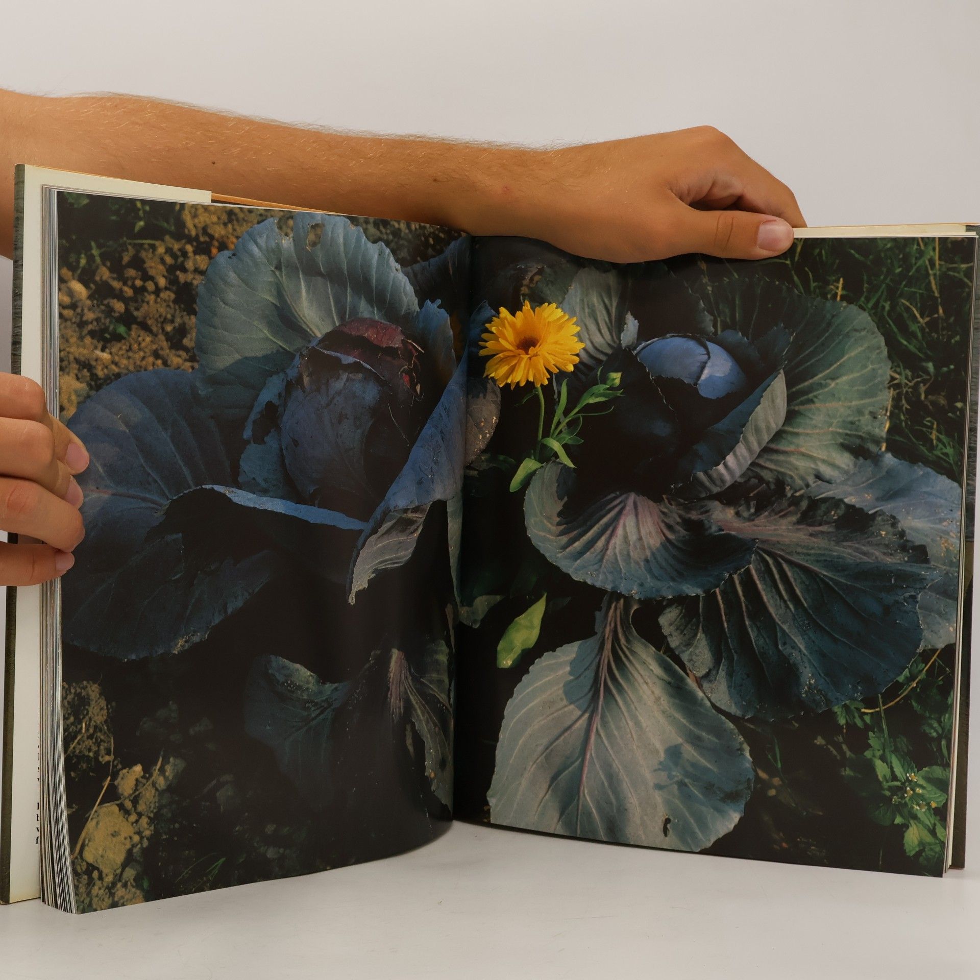 Various authors Lebens Elemente