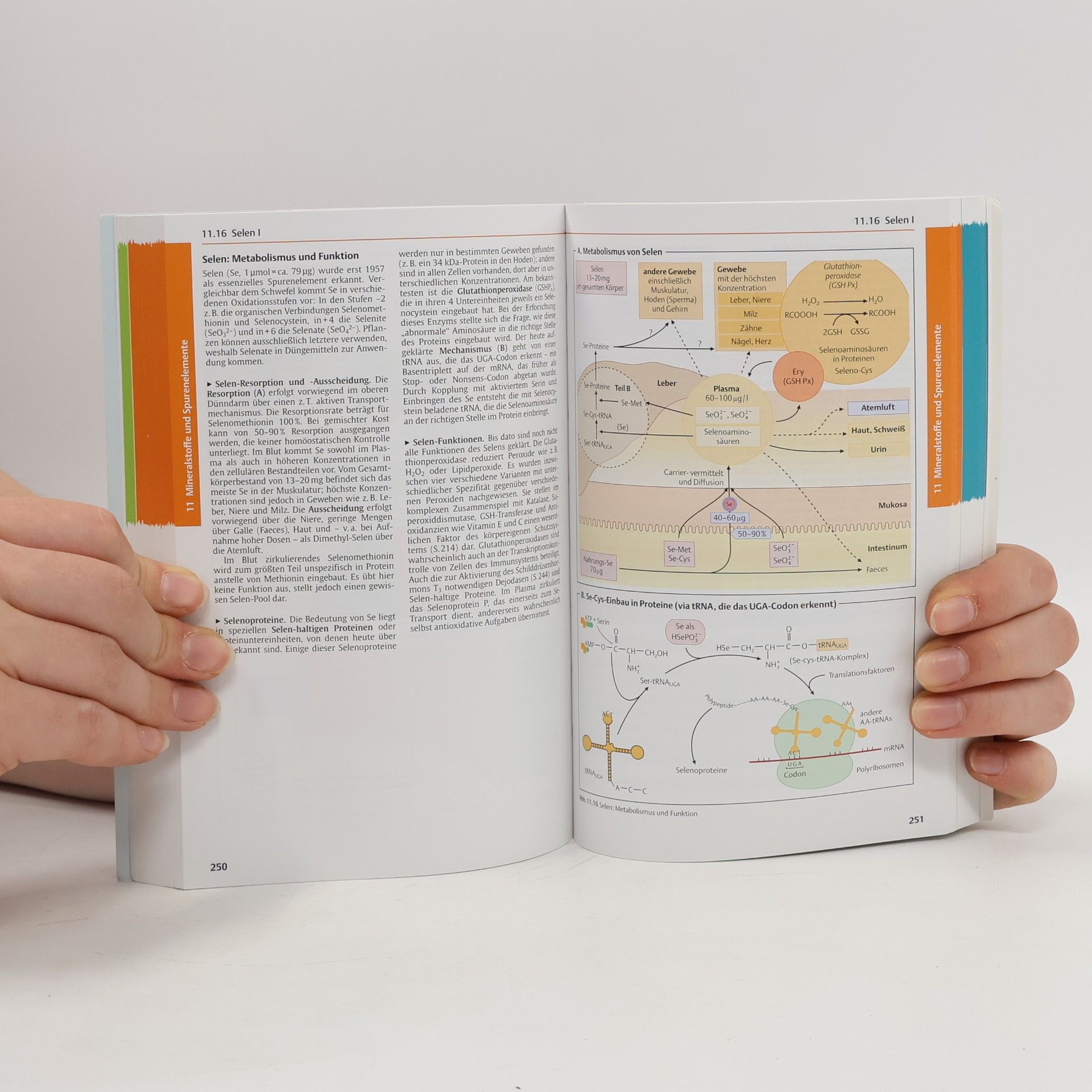 Hans-Konrad Biesalski Taschenatlas Ernährung - 8. Auflage