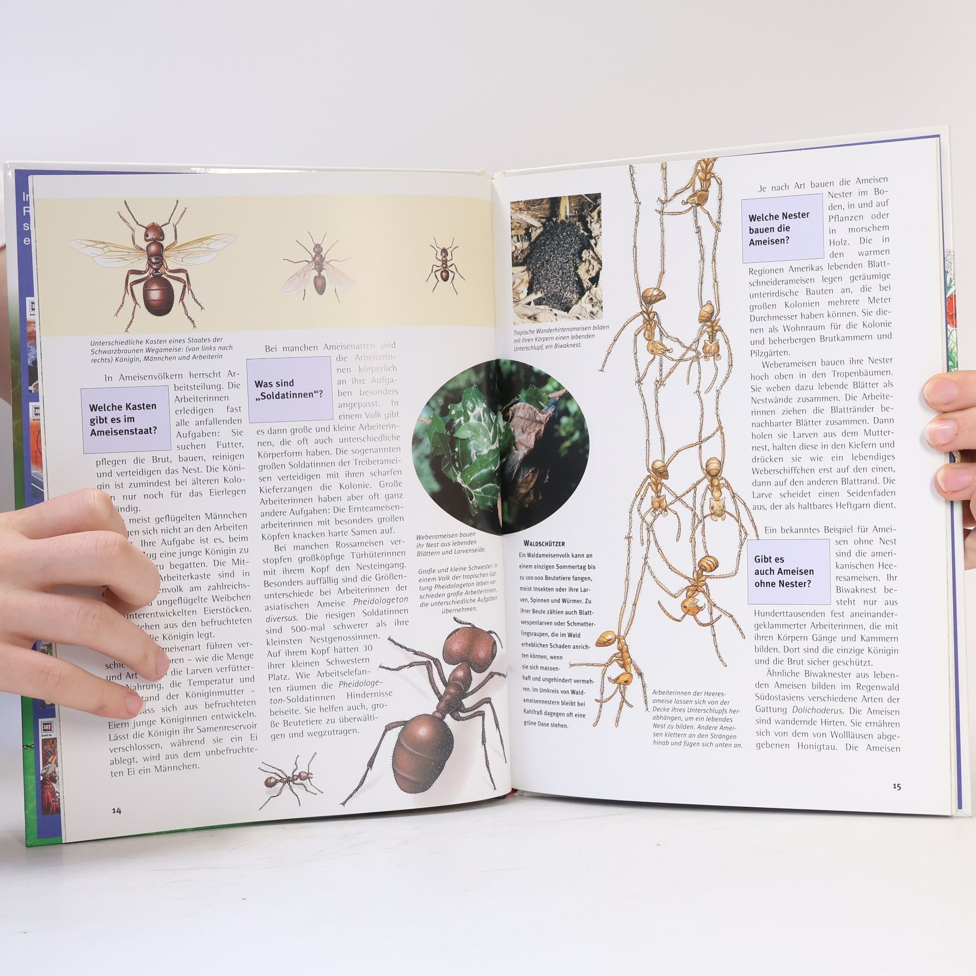 Ronald N. Rood Bienen und Ameisen
