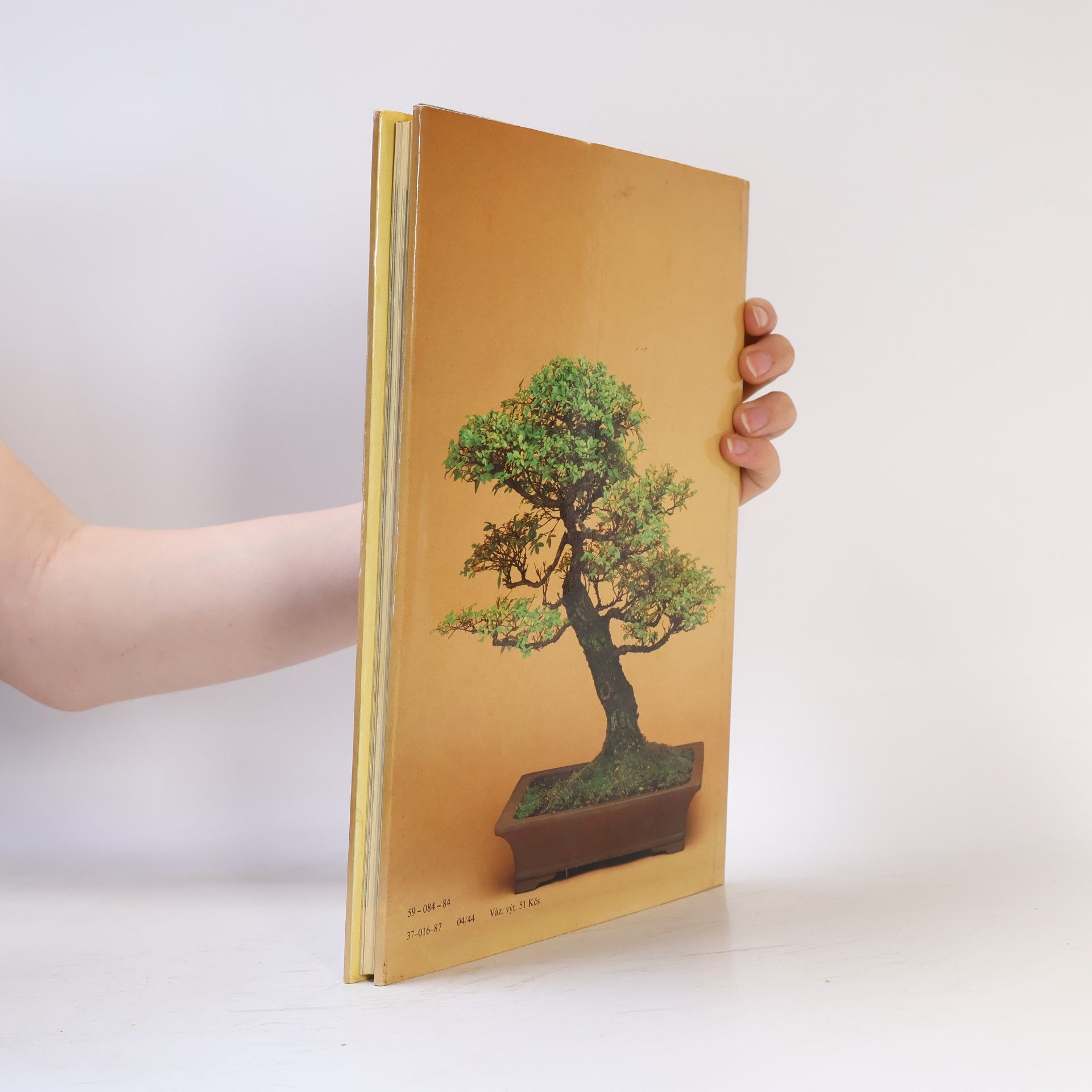 Christine Stewart Bonsai