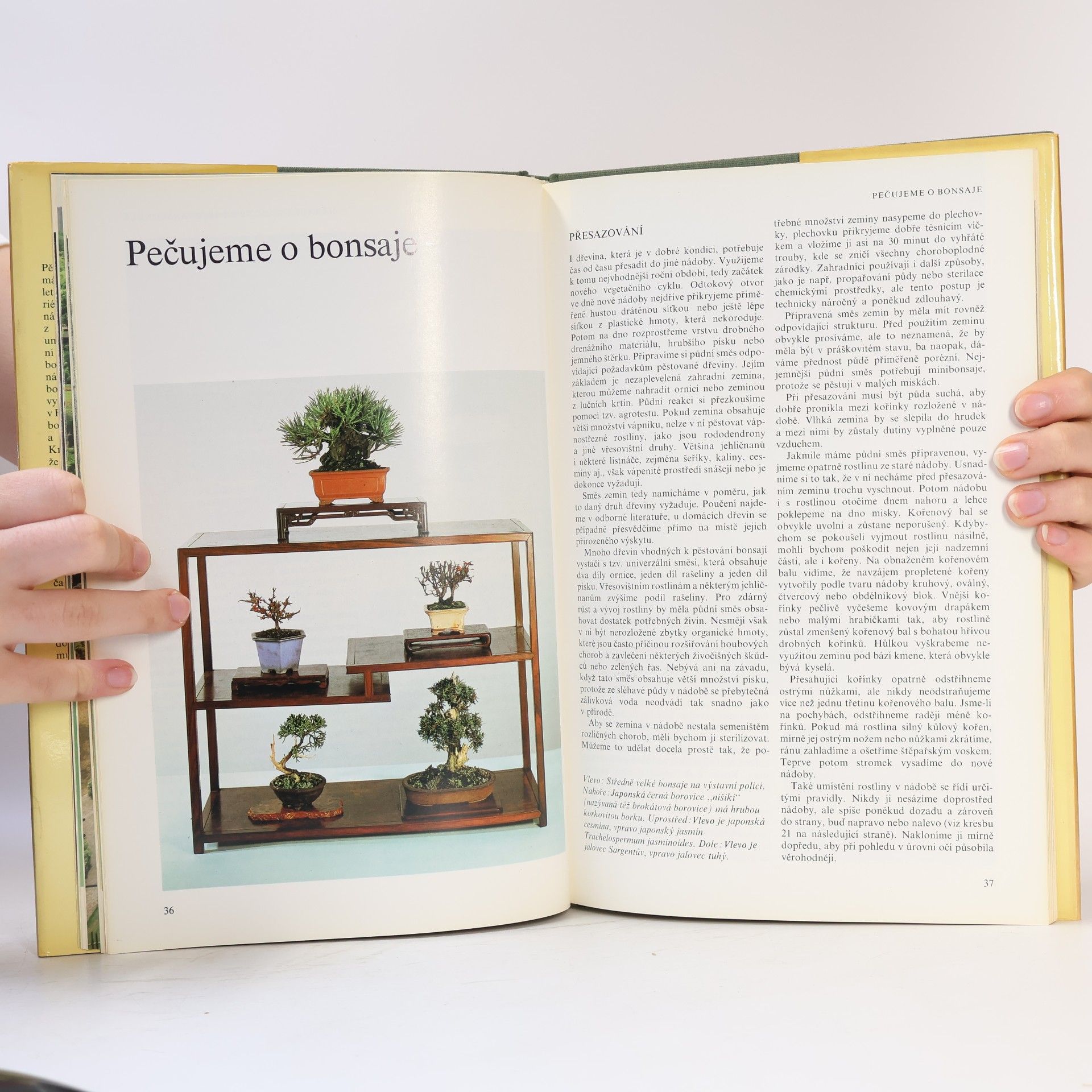 Christine Stewart Bonsai
